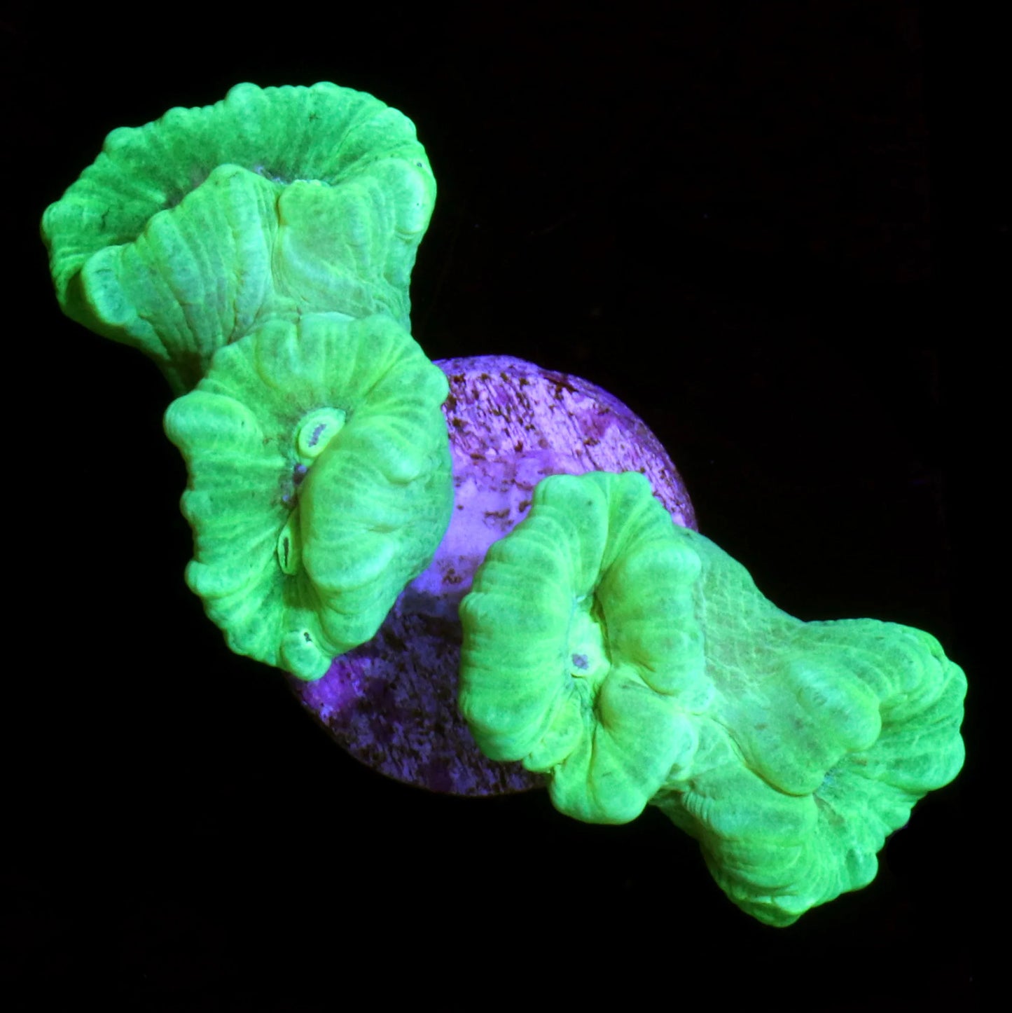 Kryptonite Candy Cane Coral
