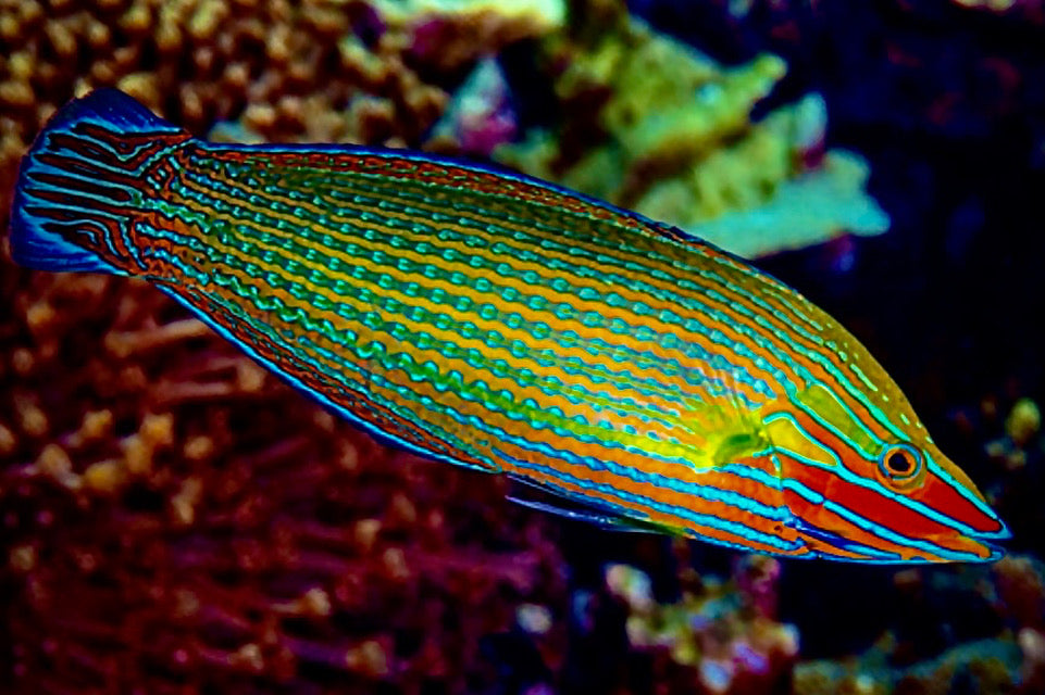Richmond Wrasse