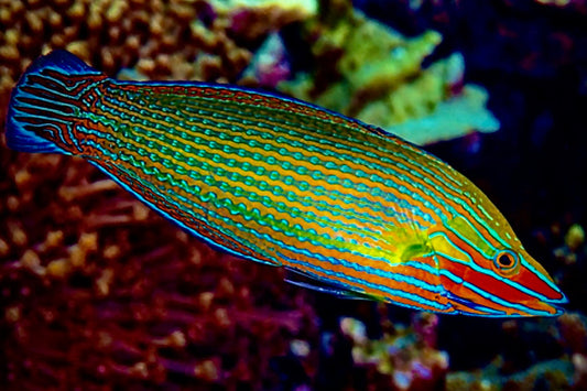 Richmond Wrasse