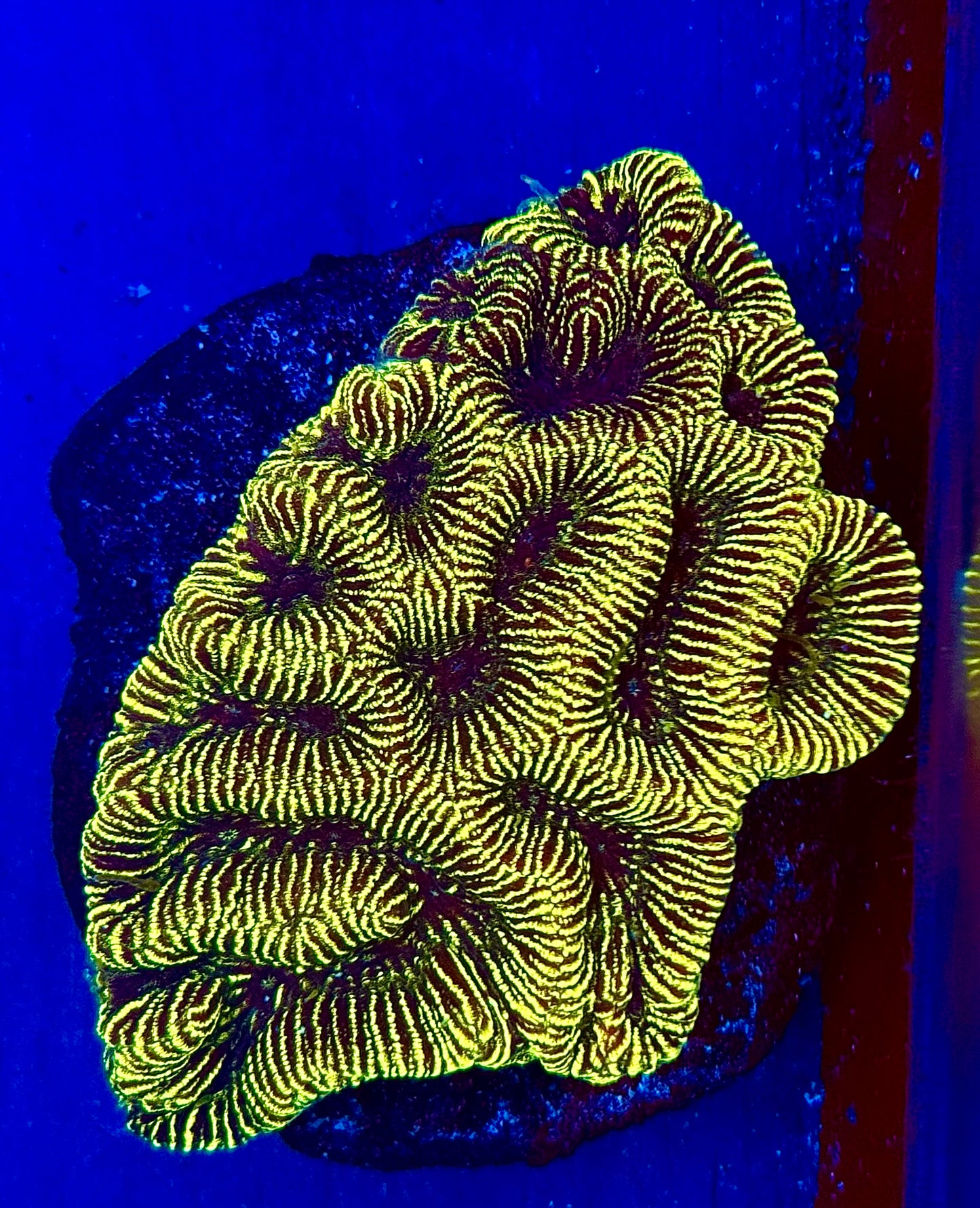 Golden Maze Coral Mini Colony WYSIWYG