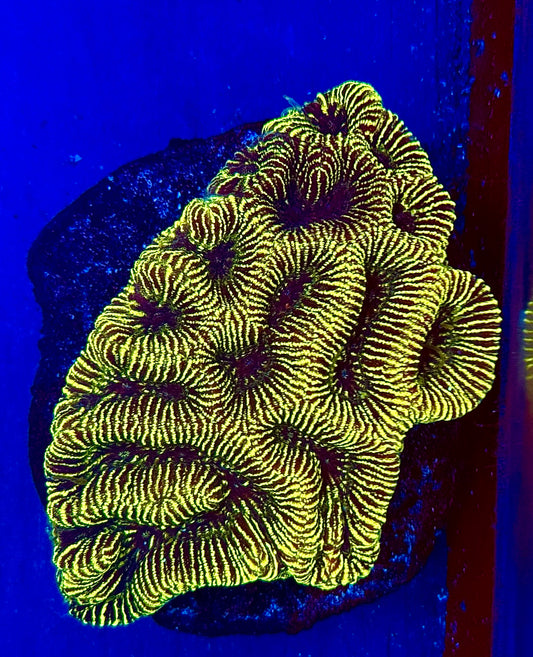 Golden Maze Coral Mini Colony WYSIWYG