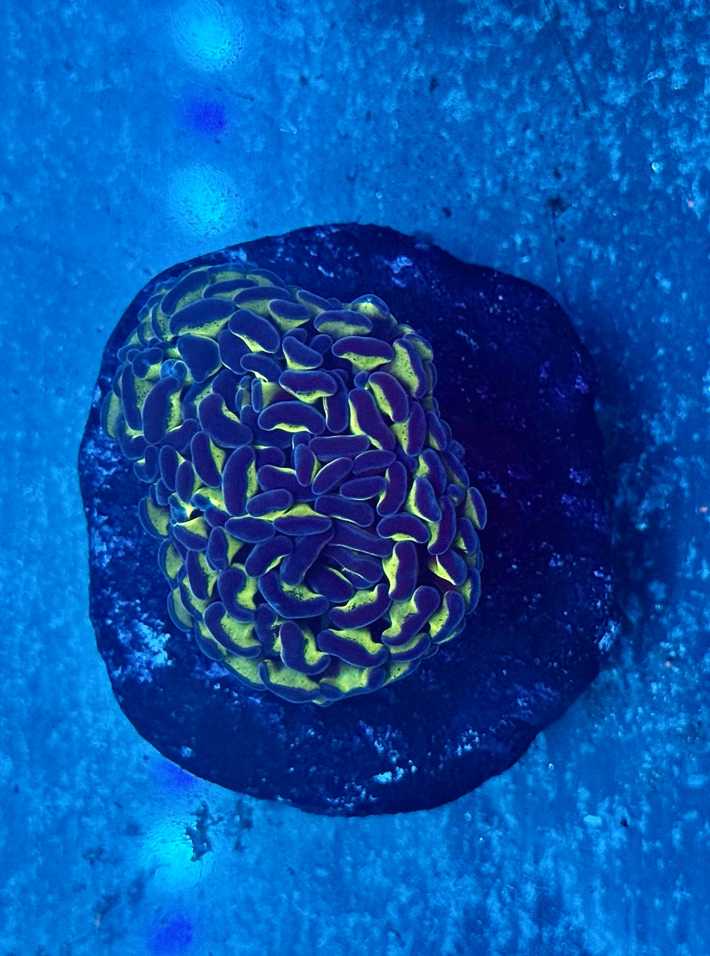 Aussie Bicolor Hammer (Branching 2 heads) WYSIWYG