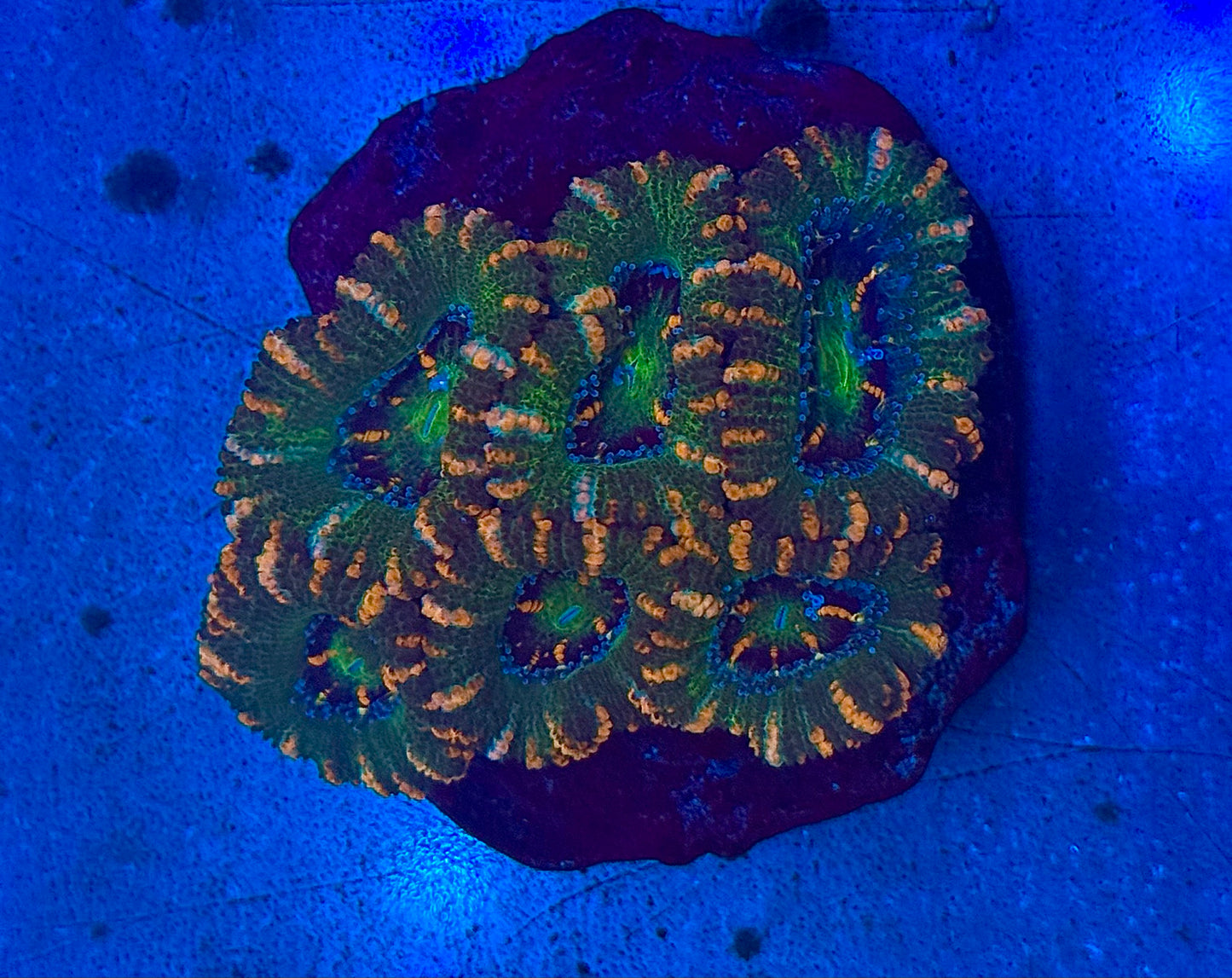 Half Shell Acan Mini Colony WYSIWYG