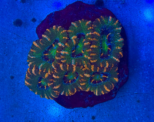Half Shell Acan Mini Colony WYSIWYG