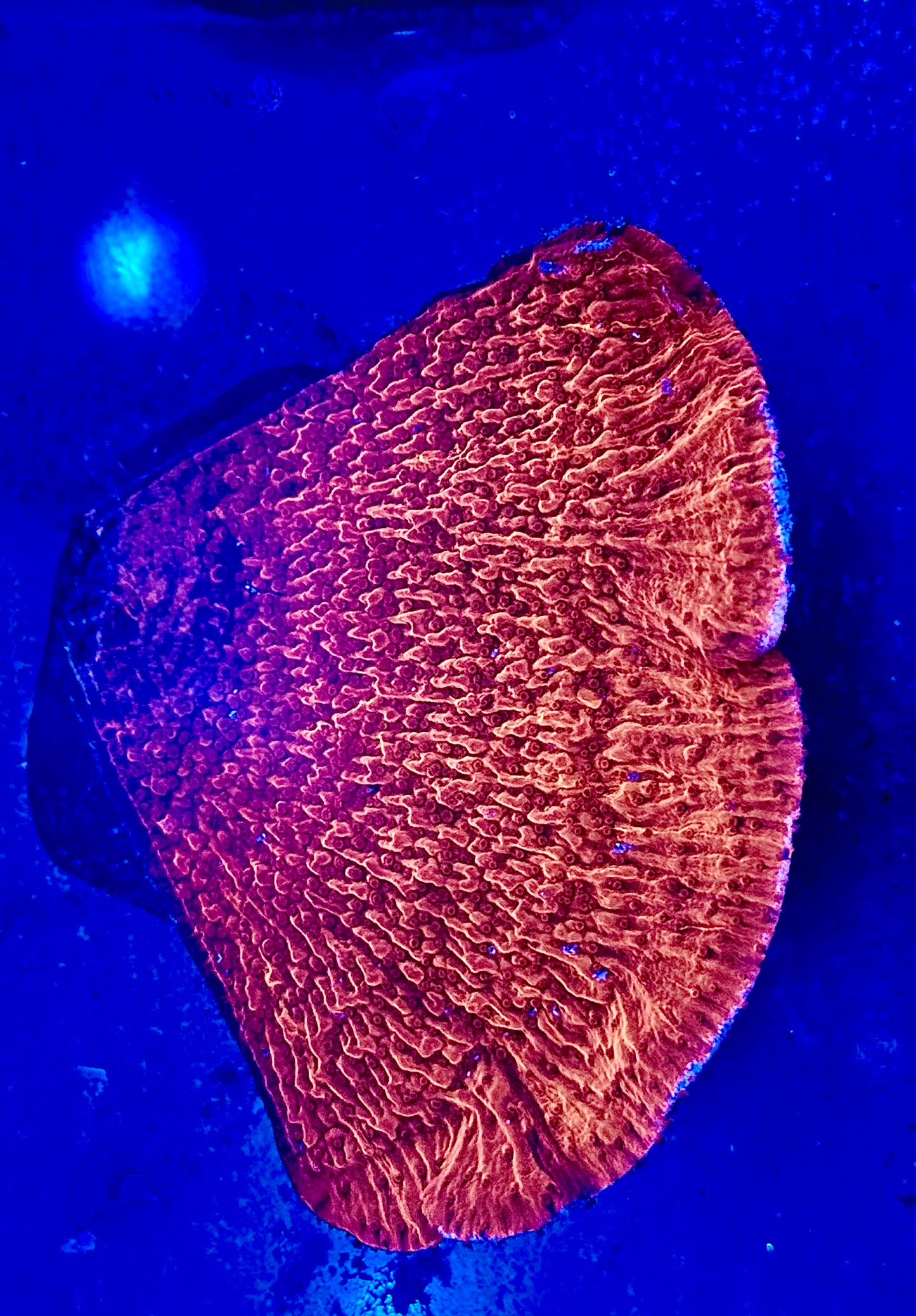 Pink Lady Monti Mini Colony WYSIWYG
