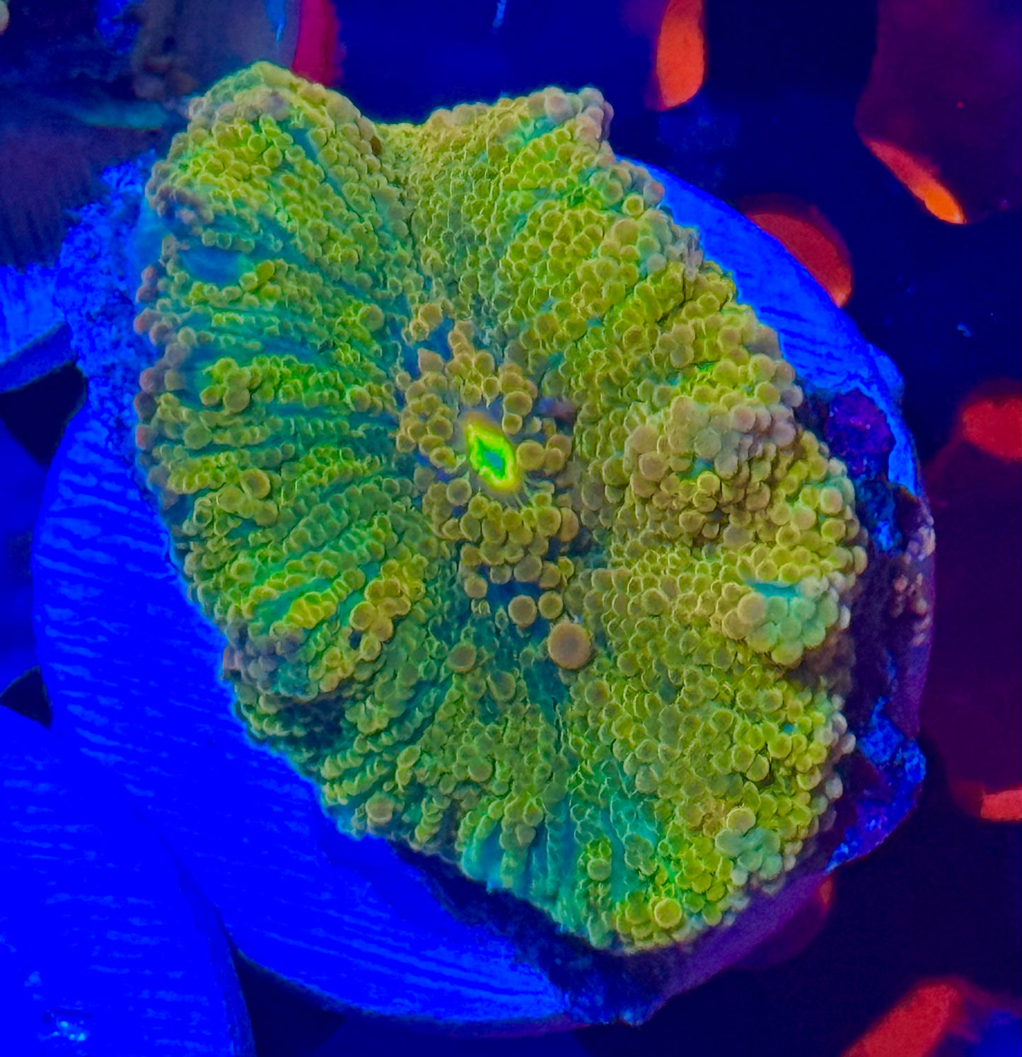 Large Mushroom Solomon Yuma Yellow Purple