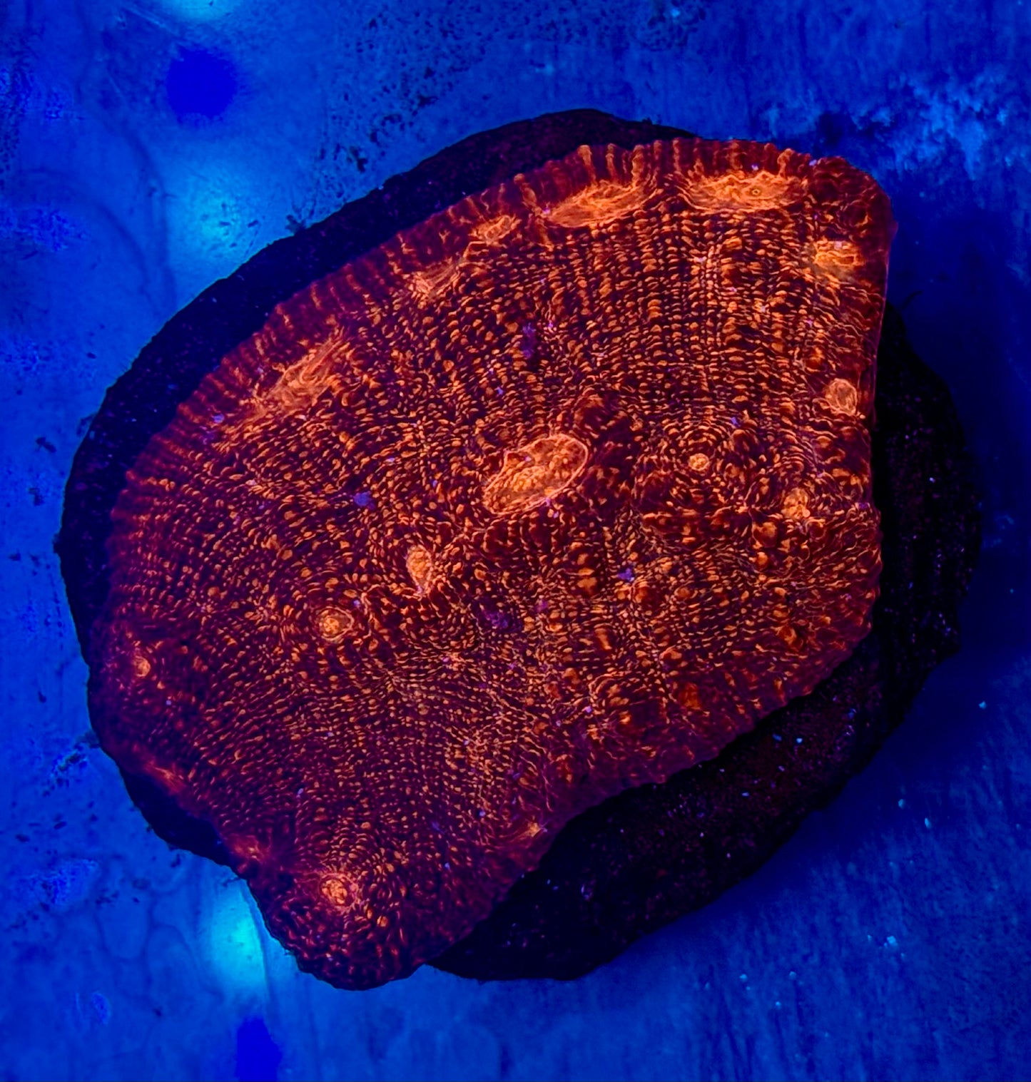 Mustafar Chalice Mini Colony WYSIWYG