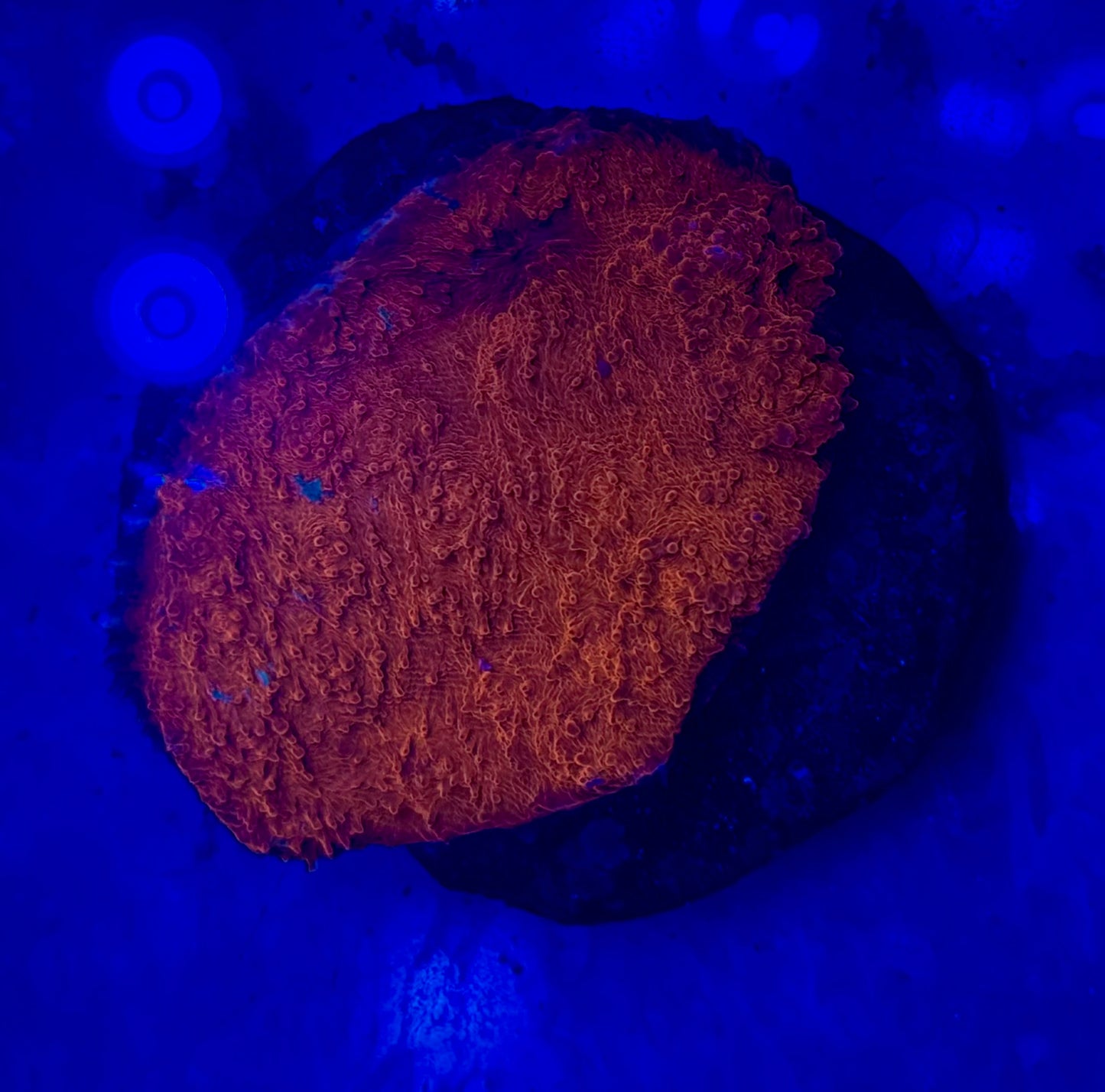 Orange Labyrint Chalice Mini Colony WYSIWYG