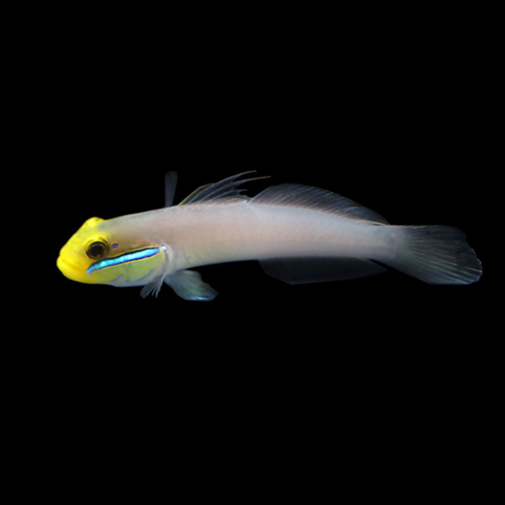 Golden Head sleeper goby