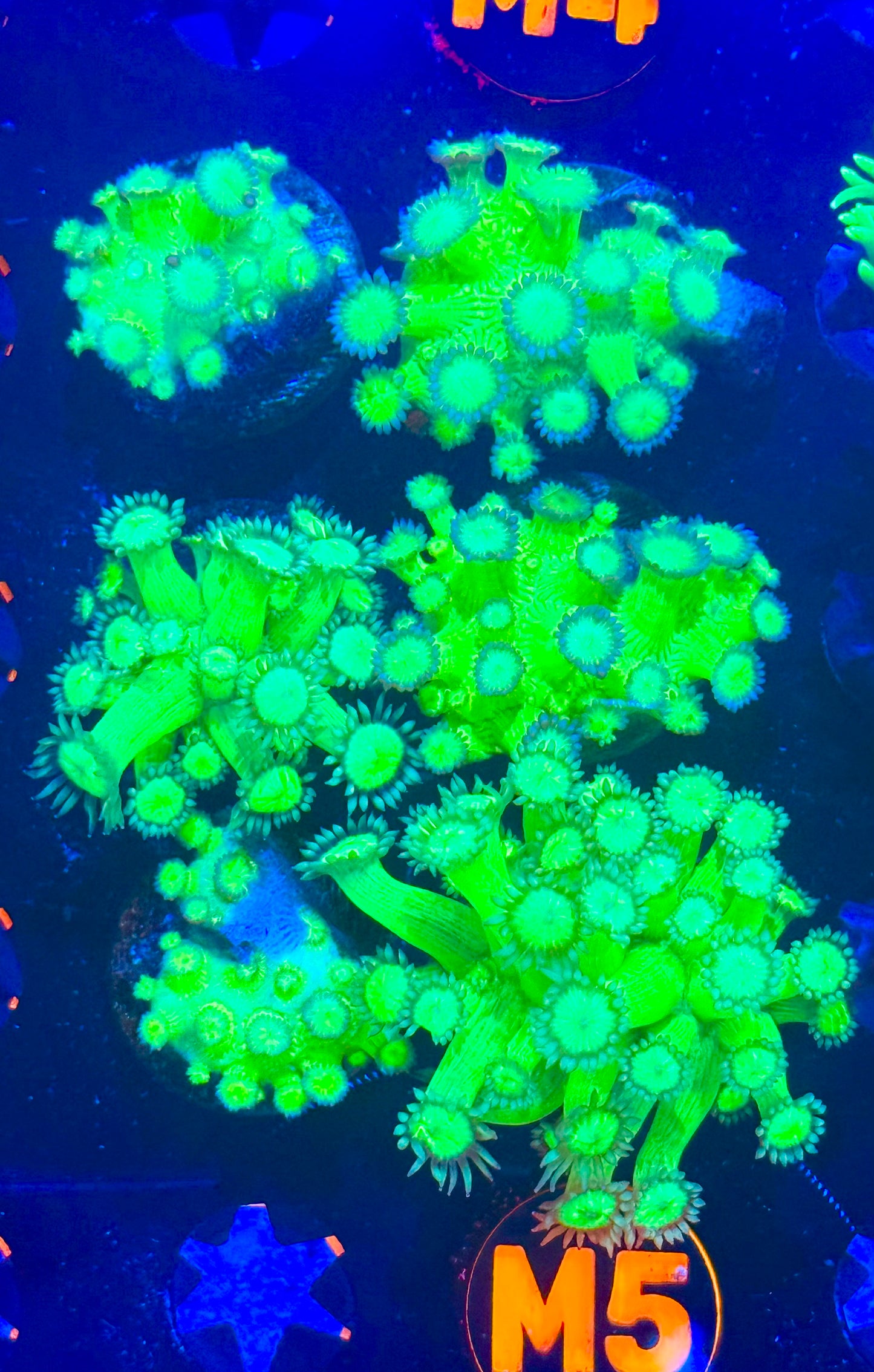 Toxic green Goniopora