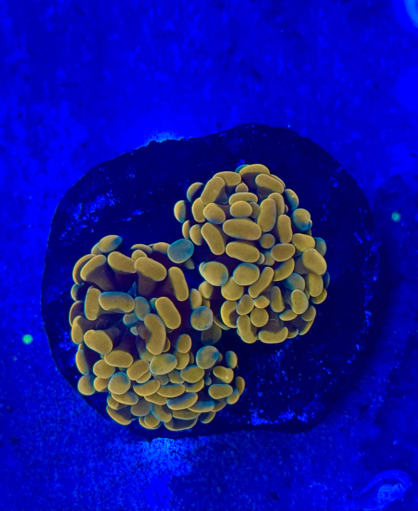 Orange Aussie Hammer (Branching 2 Heads) WYSIWYG