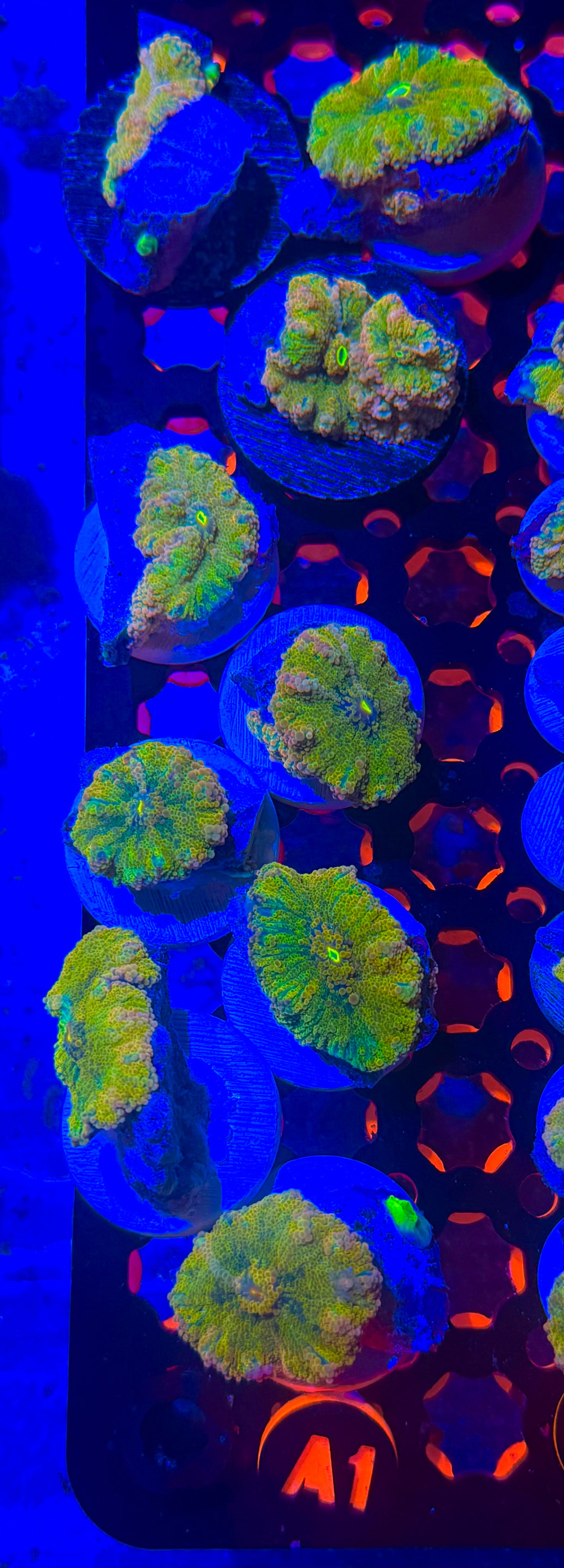 Large Mushroom Solomon Yuma Yellow Purple