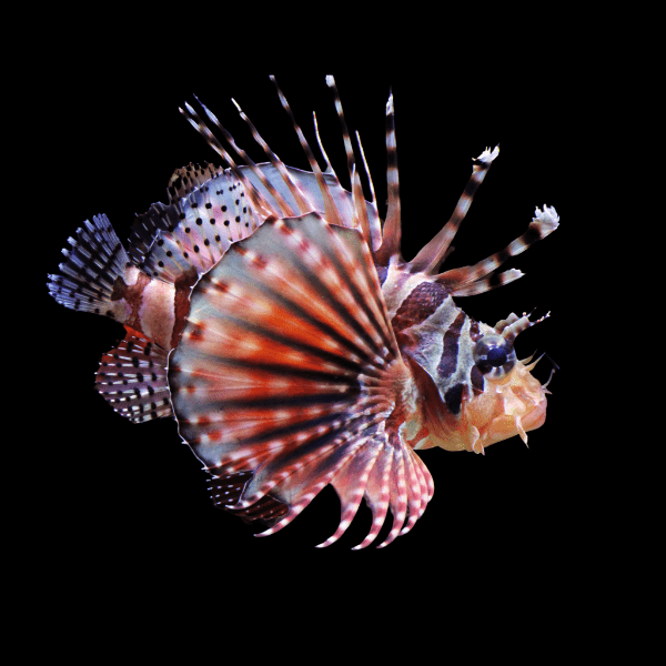 Lion Fish