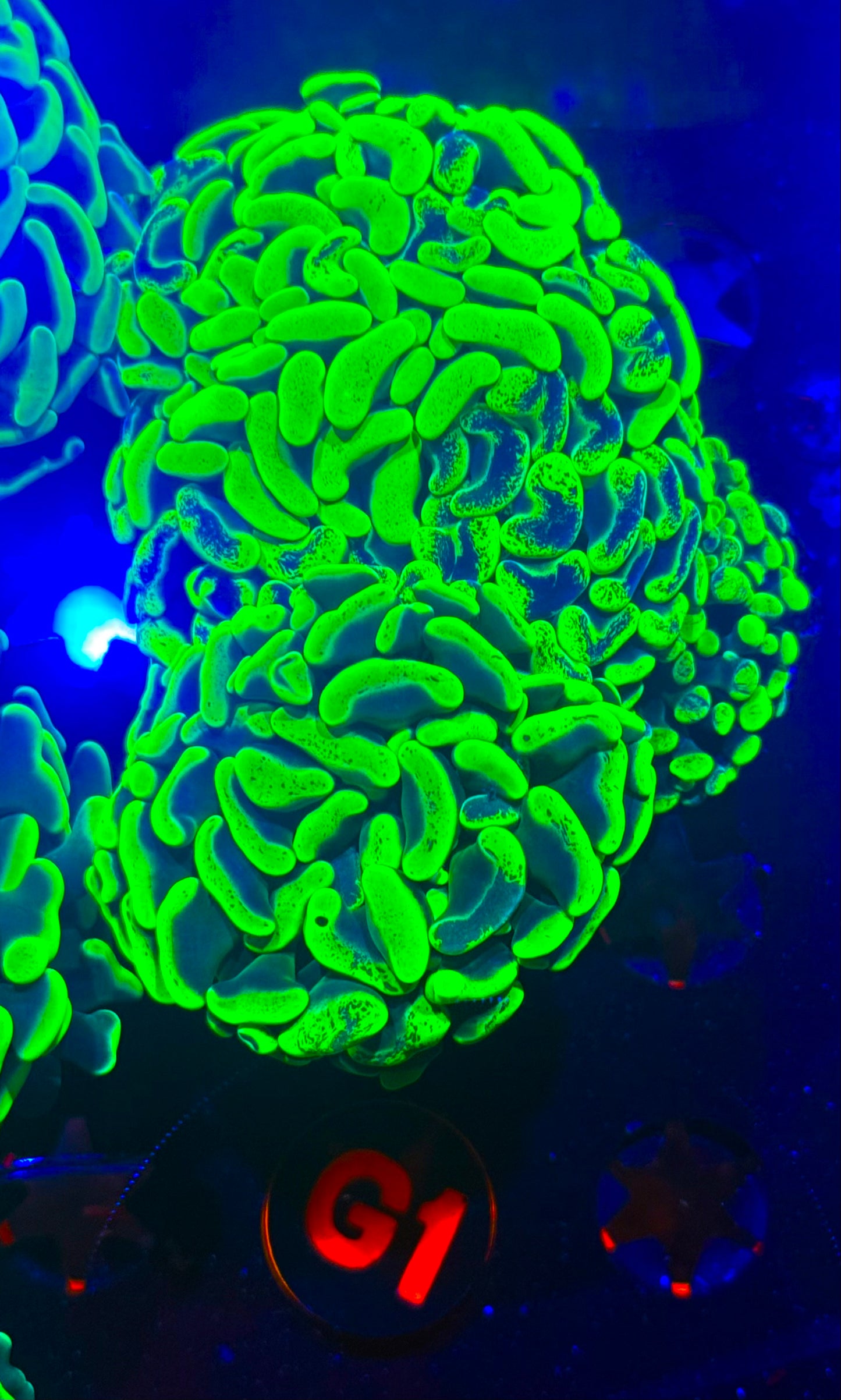 Yellow splatter Hammer