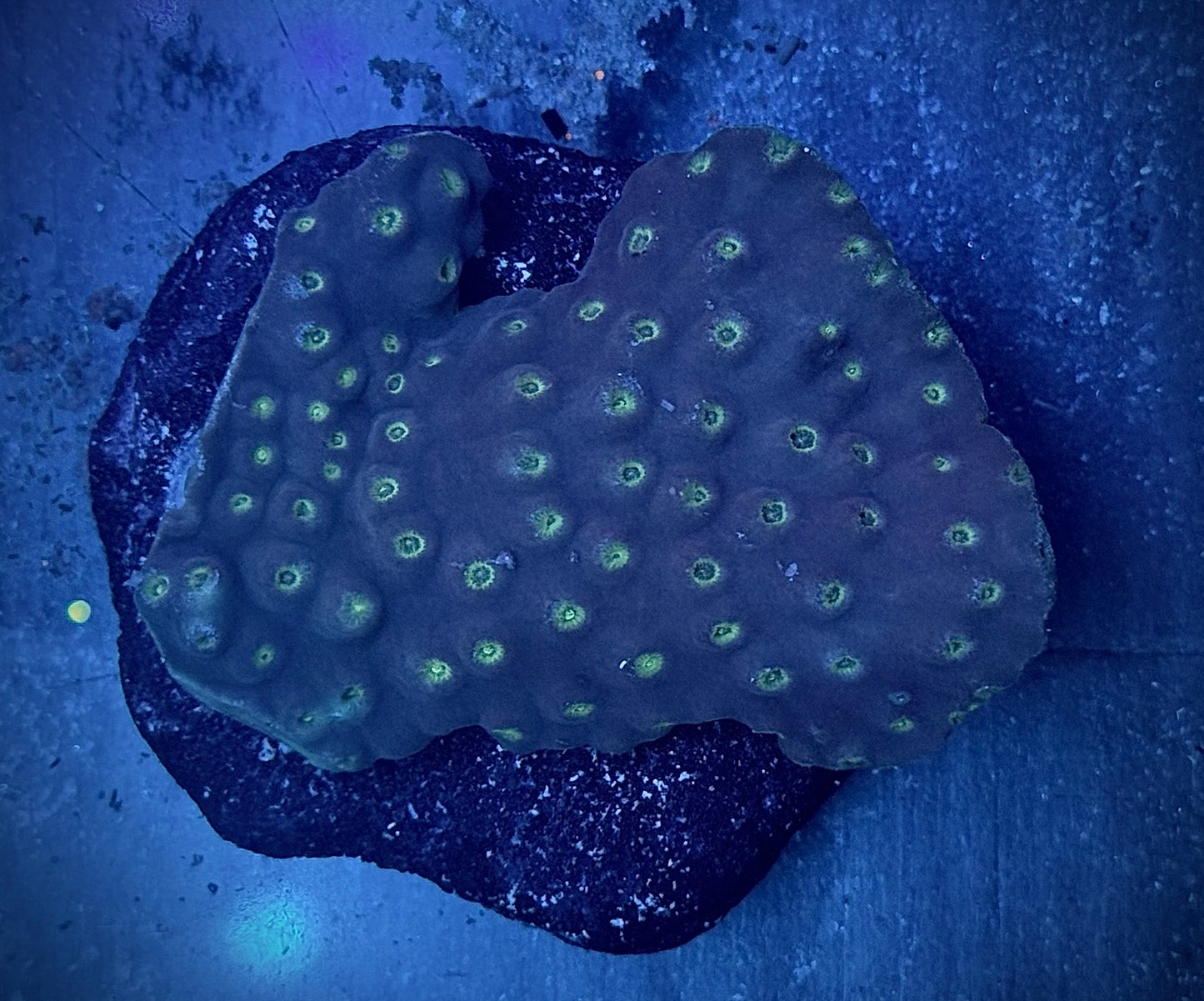 Blue Scroll Coral Mini Colony WYSIWYG