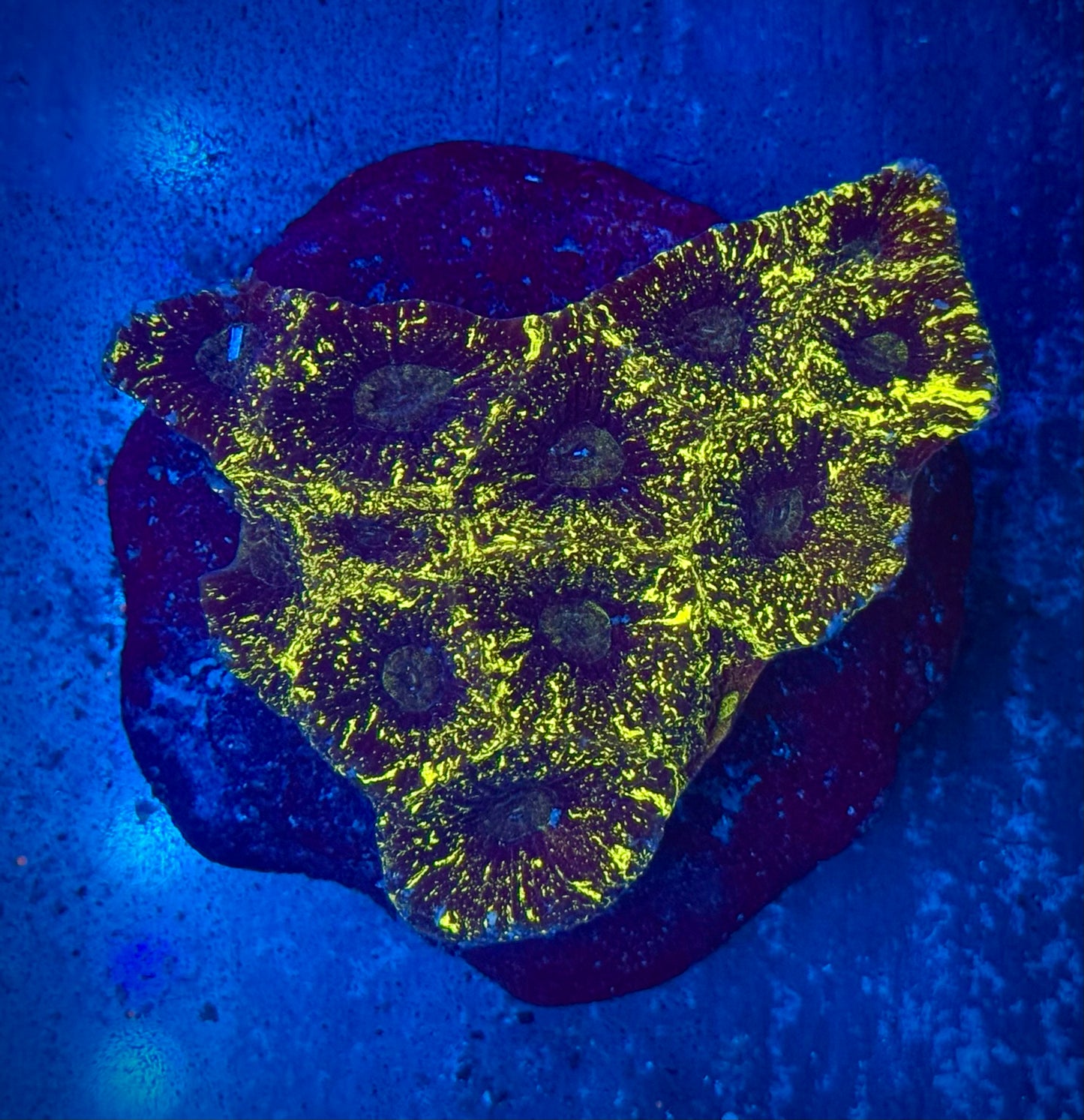 Stardust Goniastrea Mini Colony WYSIWYG
