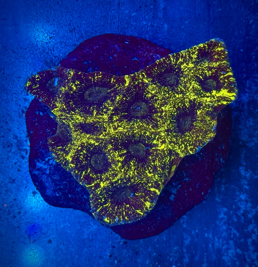 Stardust Goniastrea Mini Colony WYSIWYG
