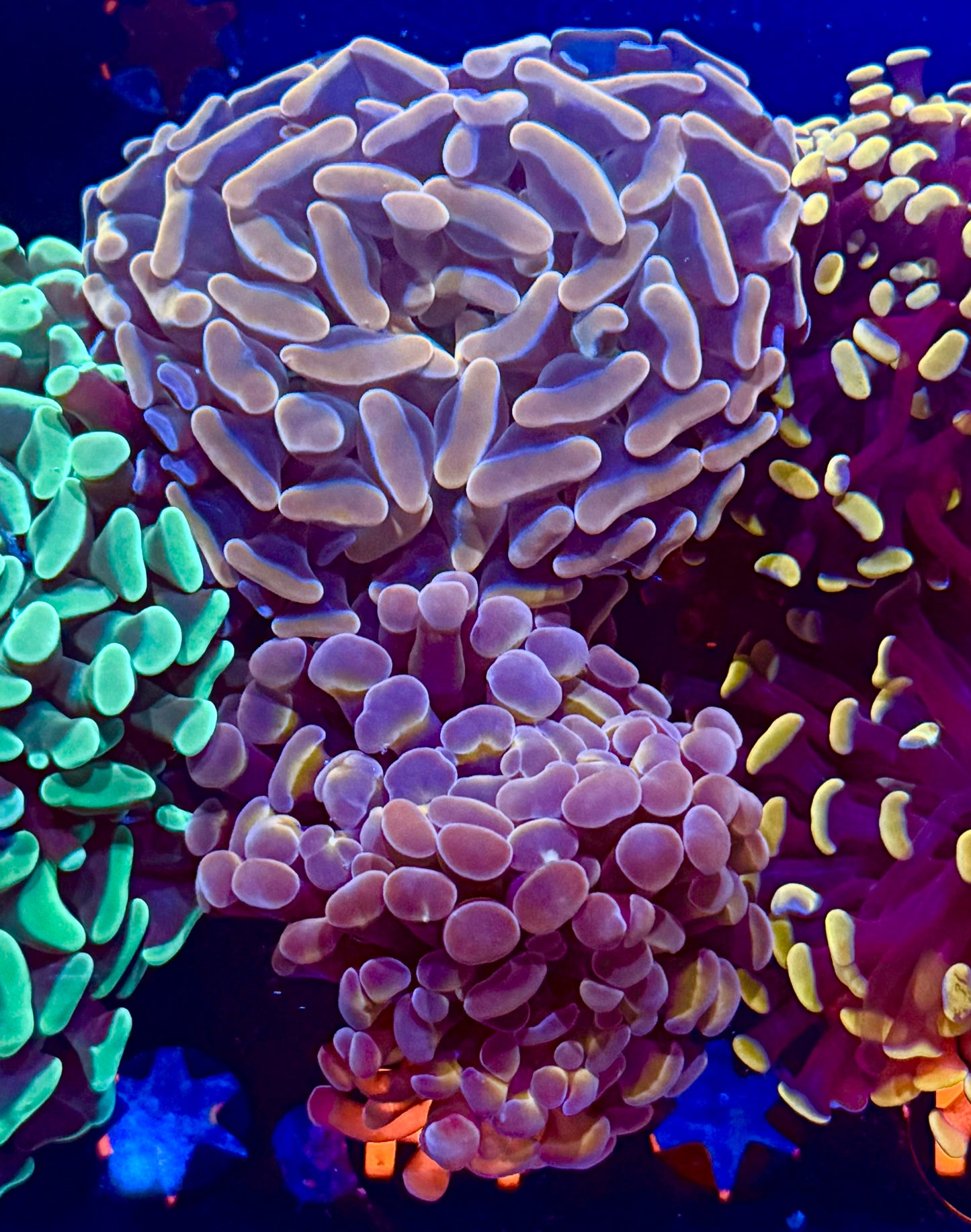 Clemson Tiger Hammer