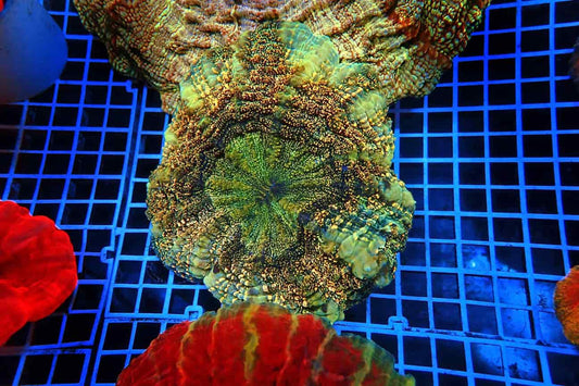 Test Coral 1