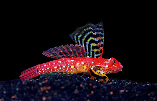 Ruby Red Dragonet