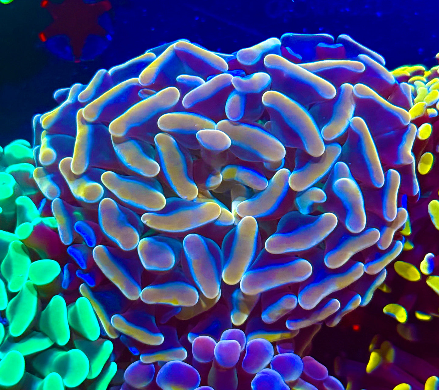 Clemson Tiger Hammer