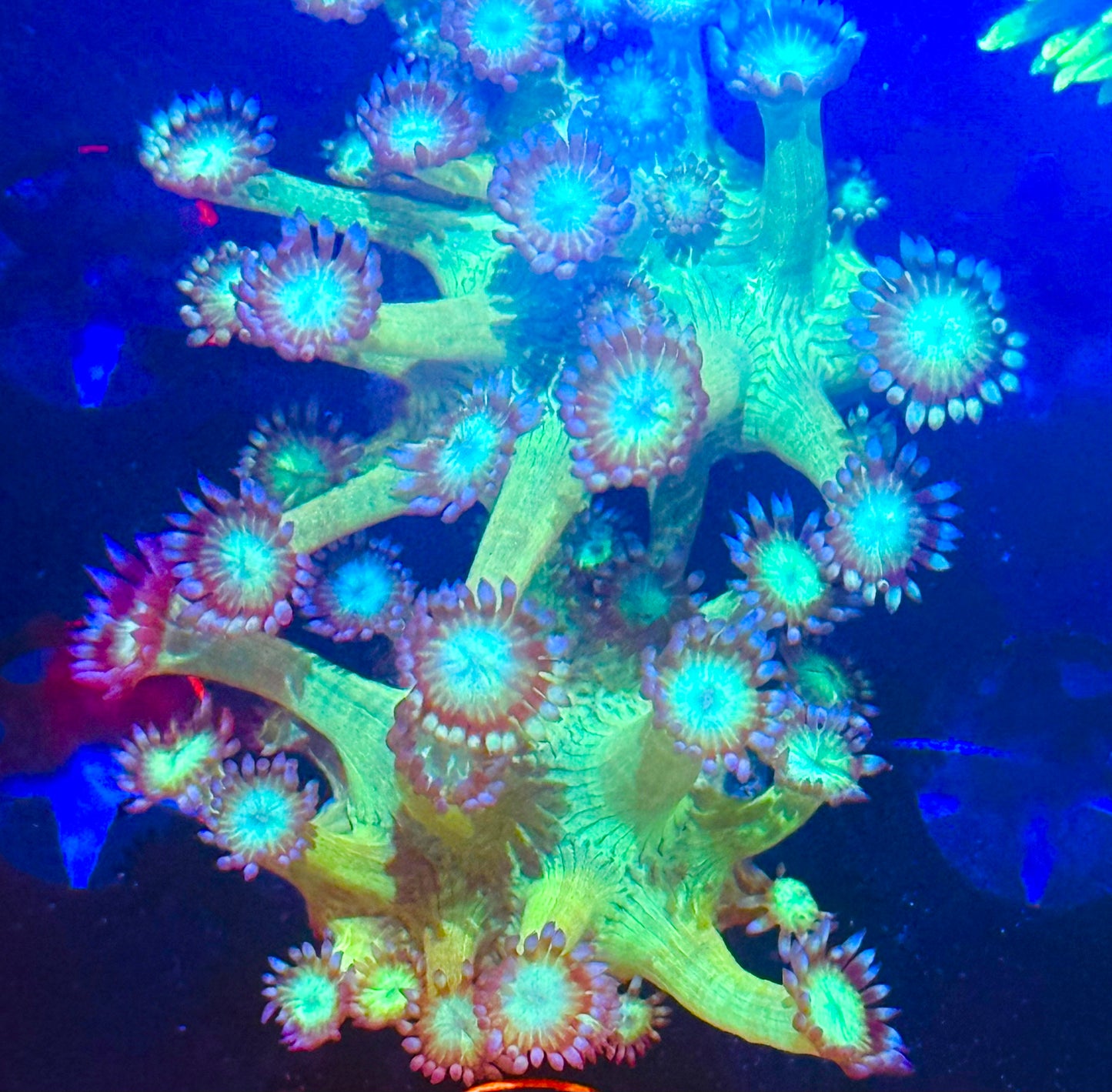 Reverse crystal ball gani