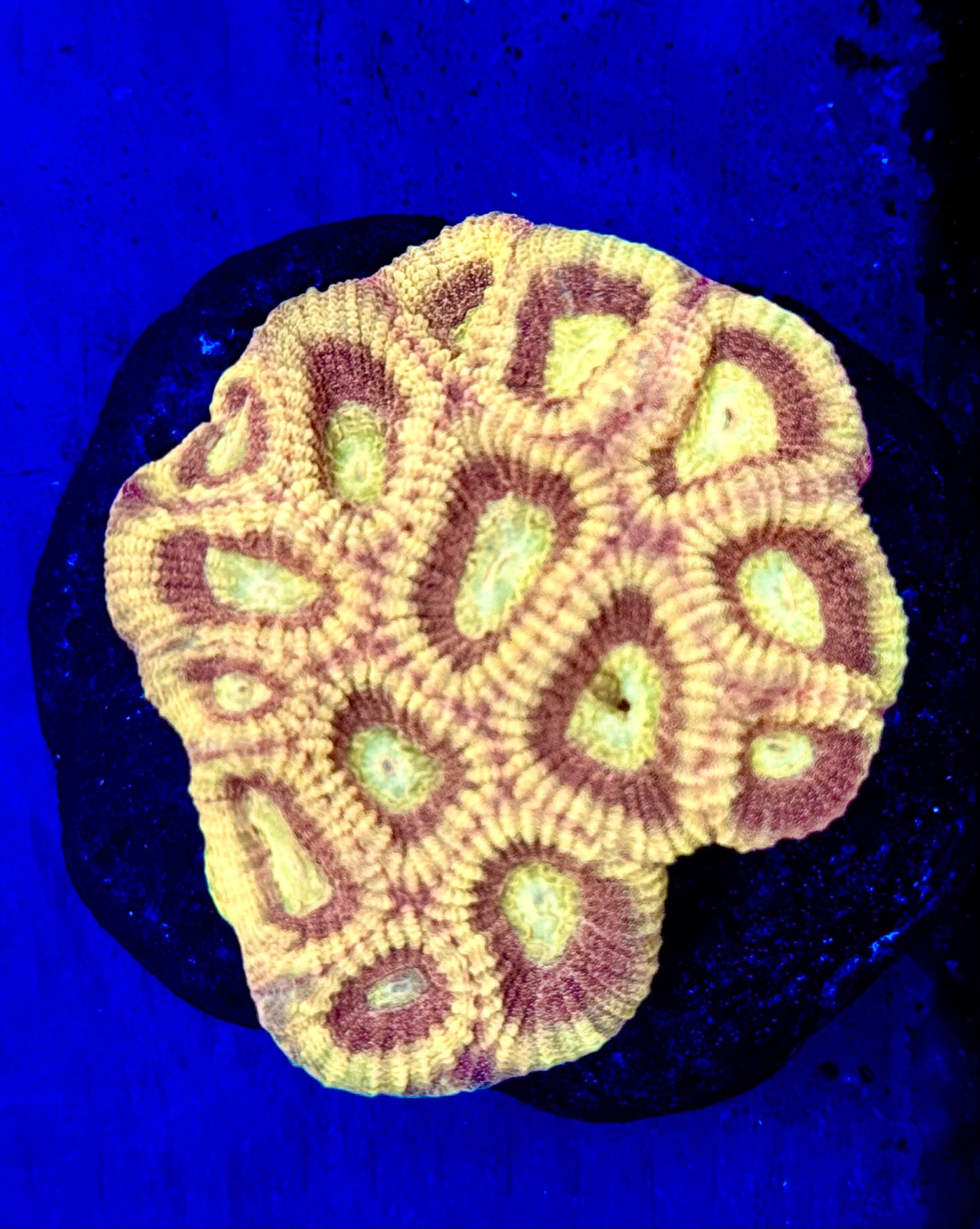Sunny Barabattoia (Rare Fluted Moon) Mini Colony WYSIWYG
