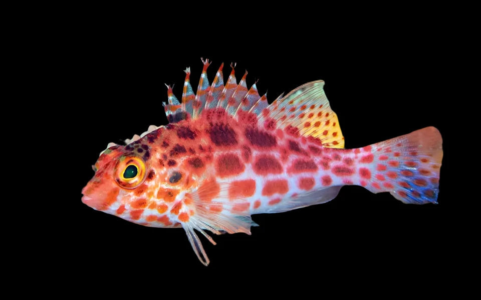Coral Hawk