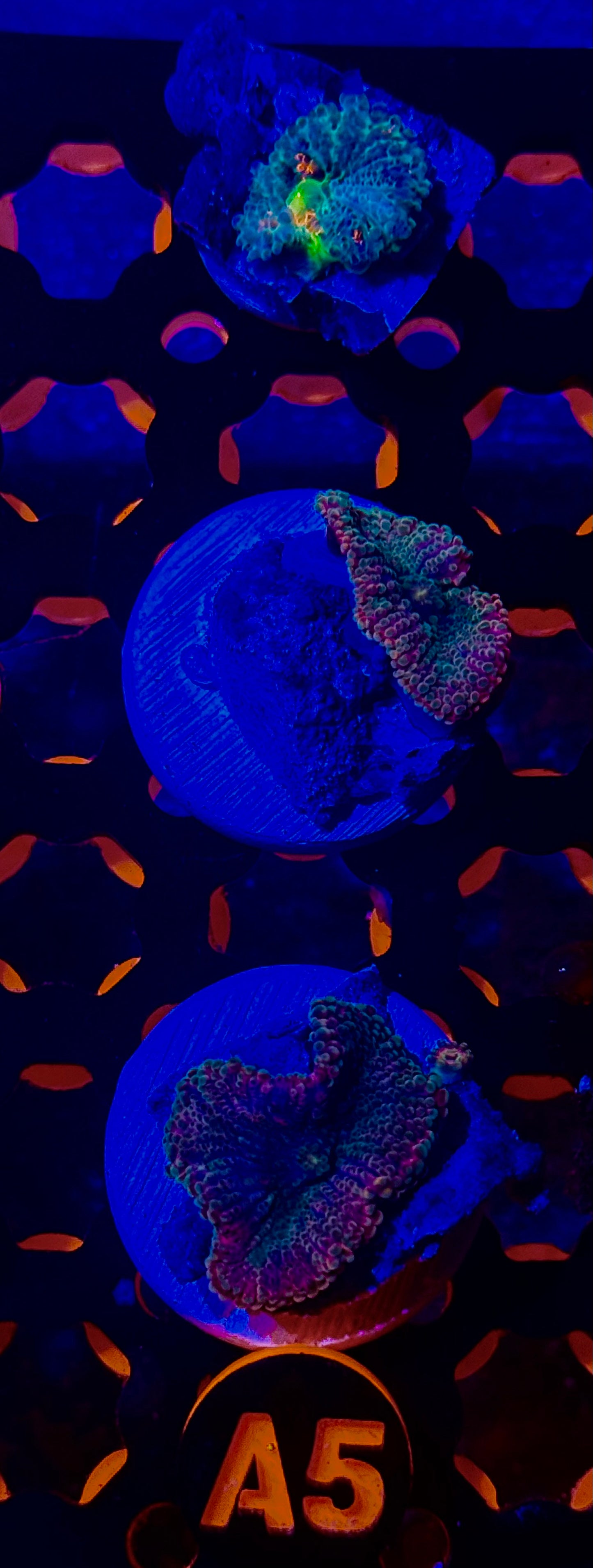 Rainbow Solomon Yuma