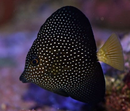 Gem tang