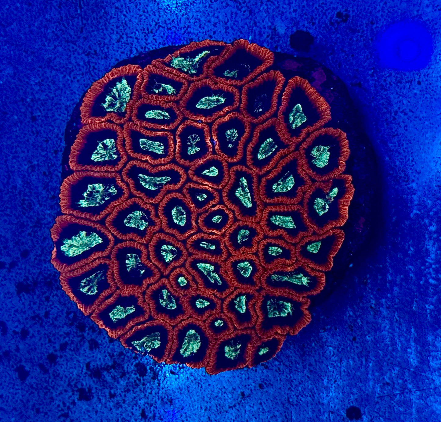 Royal Favites Mini Colony WYSIWYG