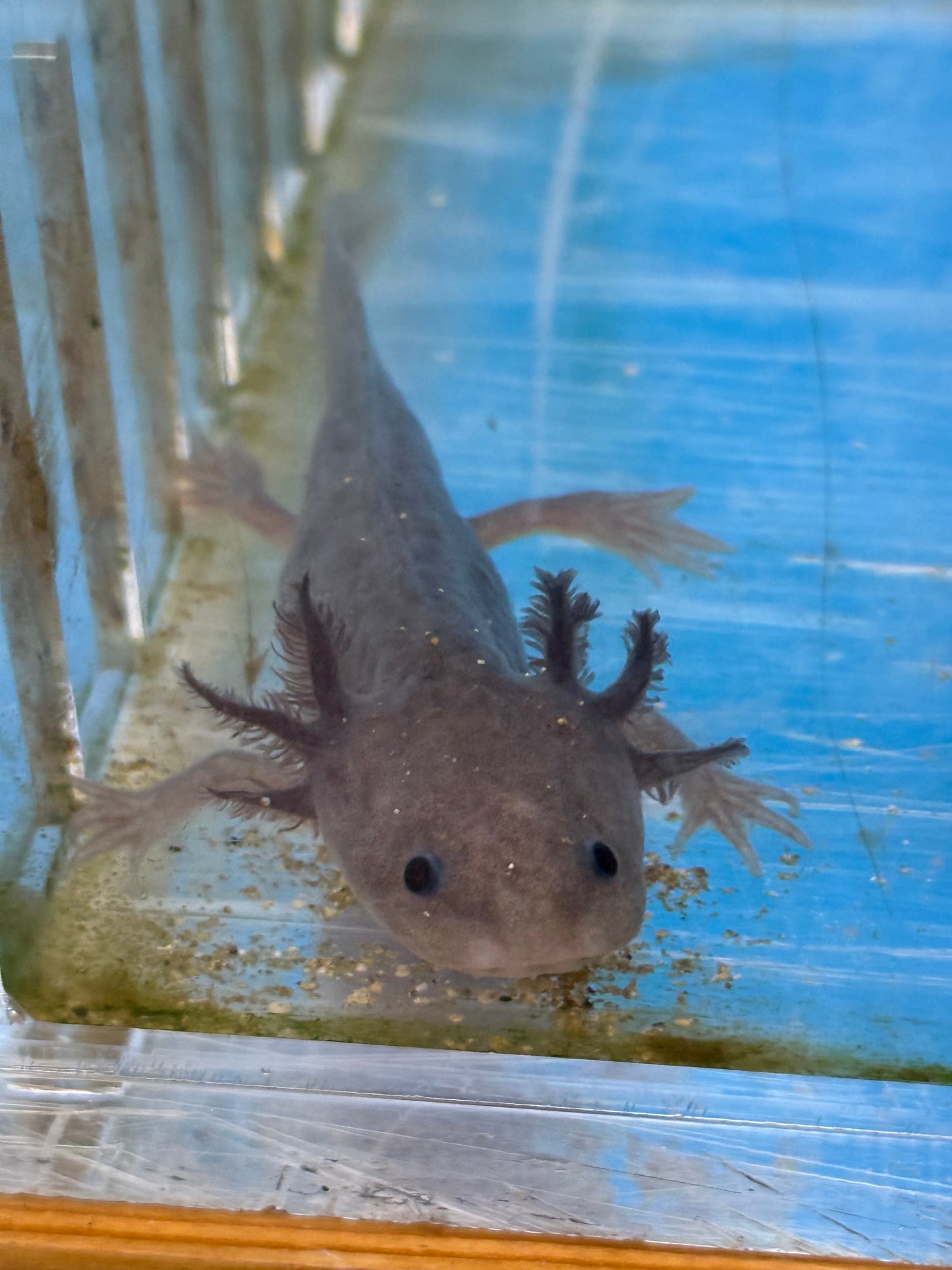 Copper Axolotl