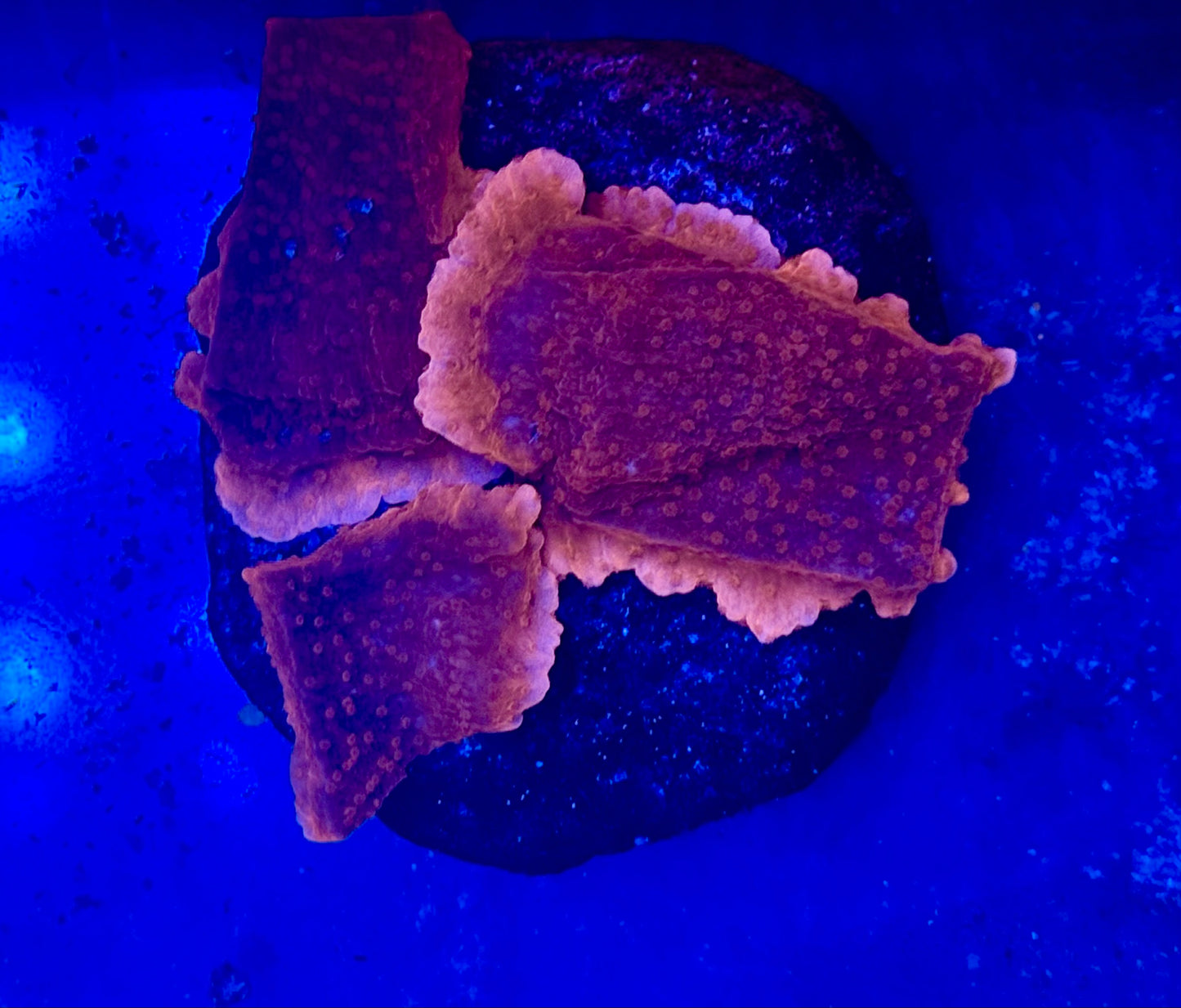 Crimson Tide Montipora Mini Colony WYSIWYG