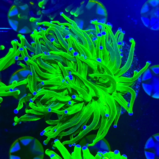 Incredible Hulk torch