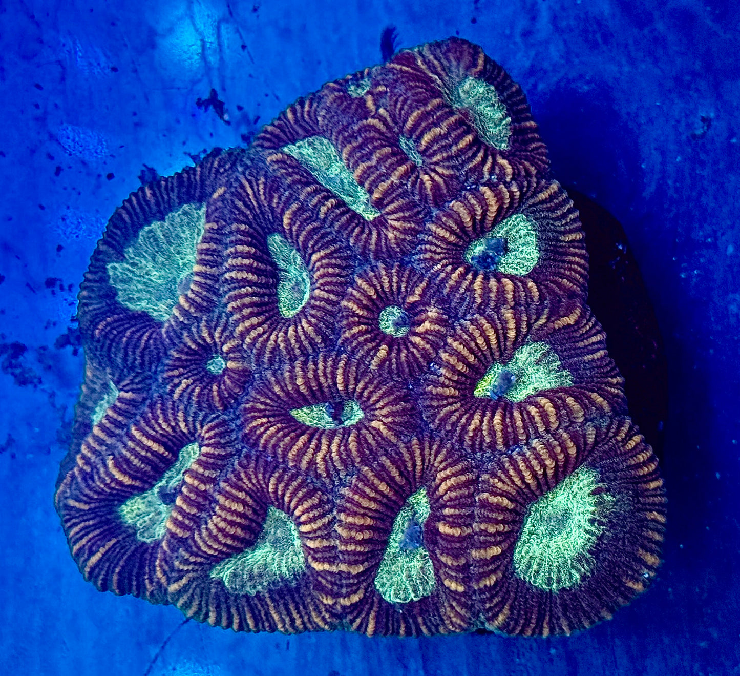Pin Wheel Favites Mini Colony WYSIWYG