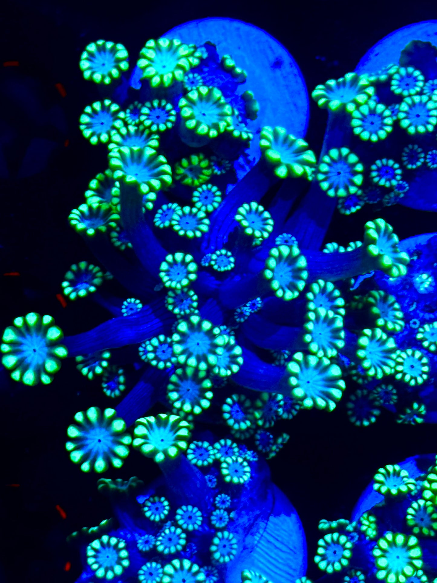 Snow White alveopora