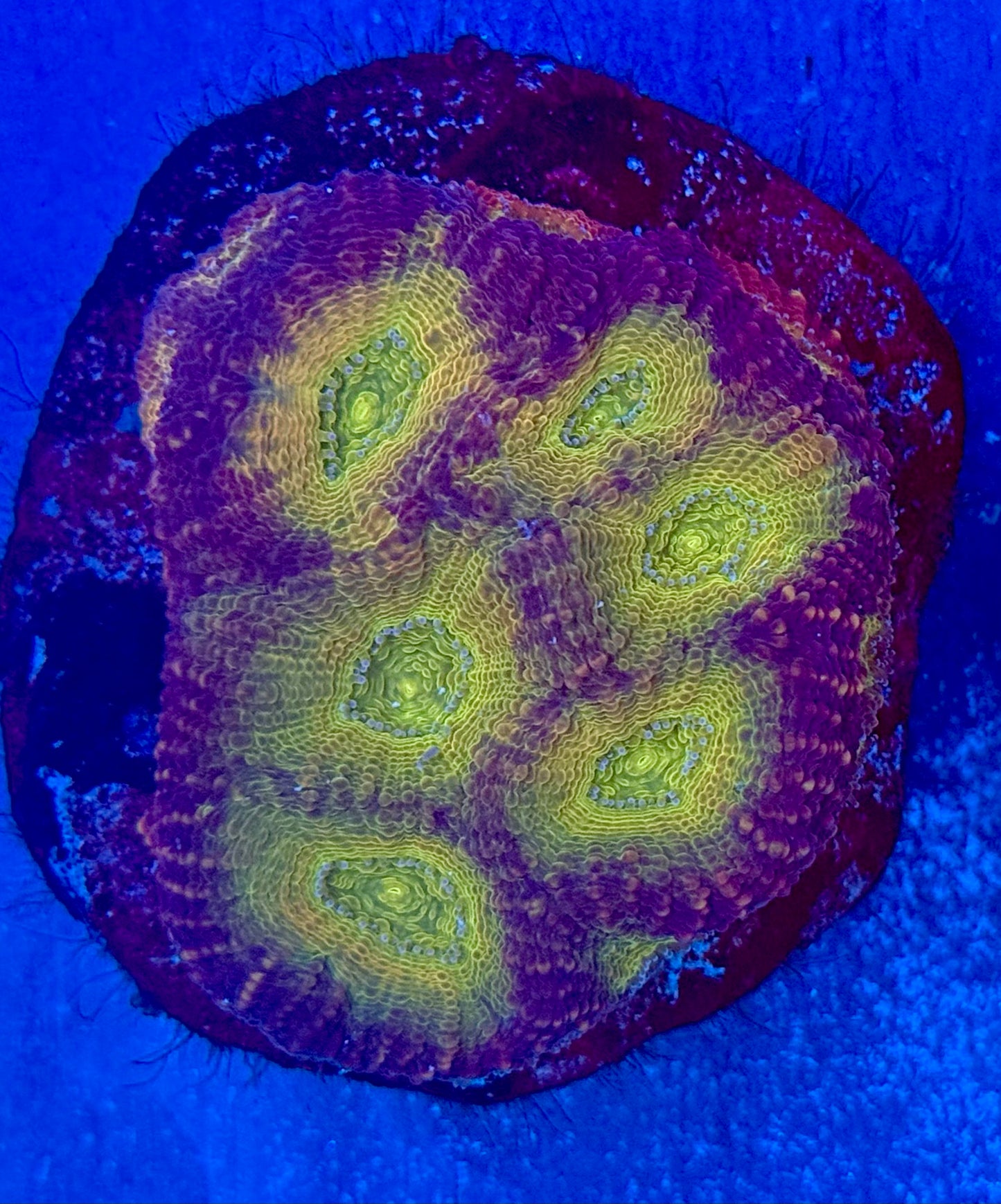 PBJ Acanthastrea Echinata Mini Colony WYSIWYG