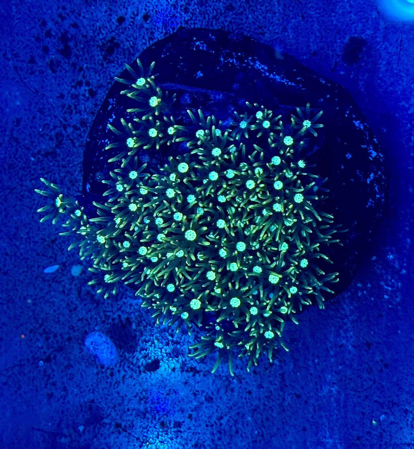 White Center GSP (Green Star Polyps) Mini Colony WYSIWYG