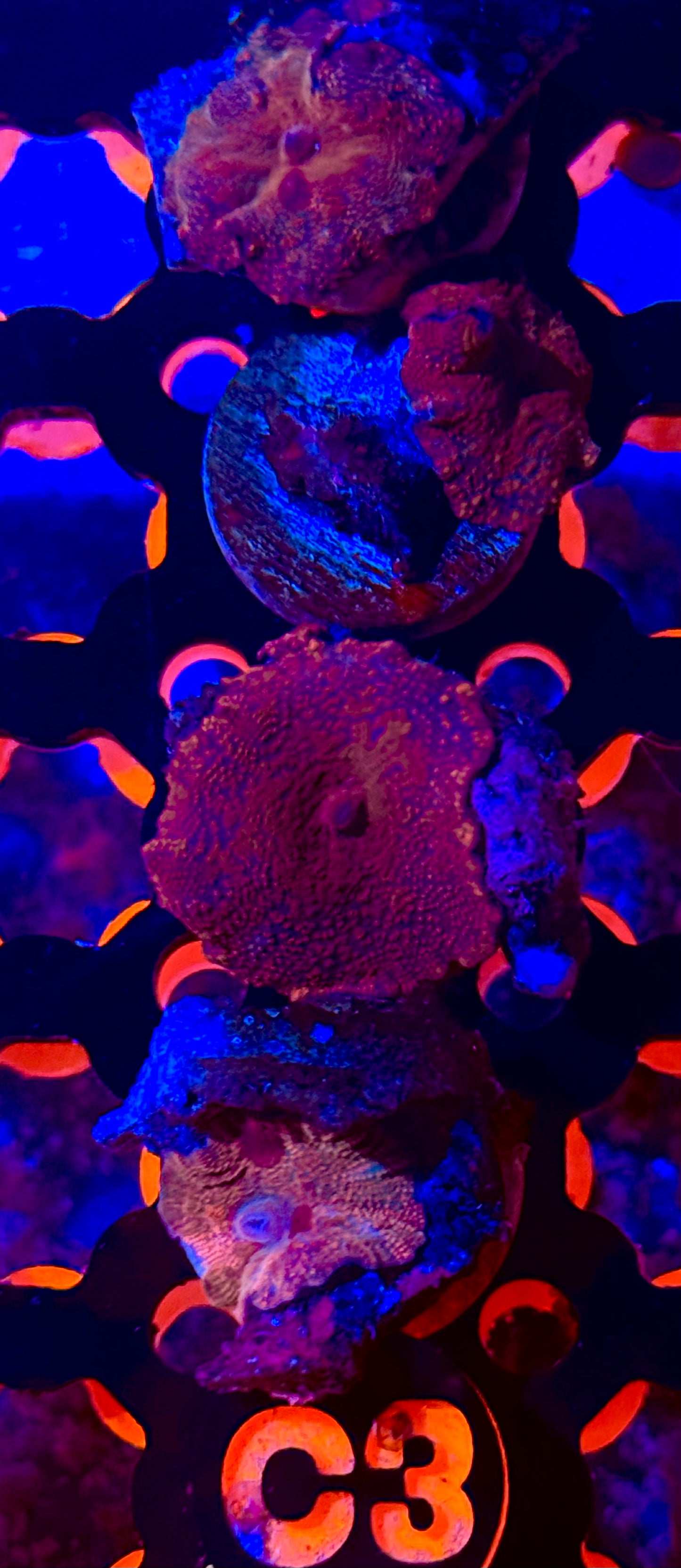 Strawberry Rhodactis