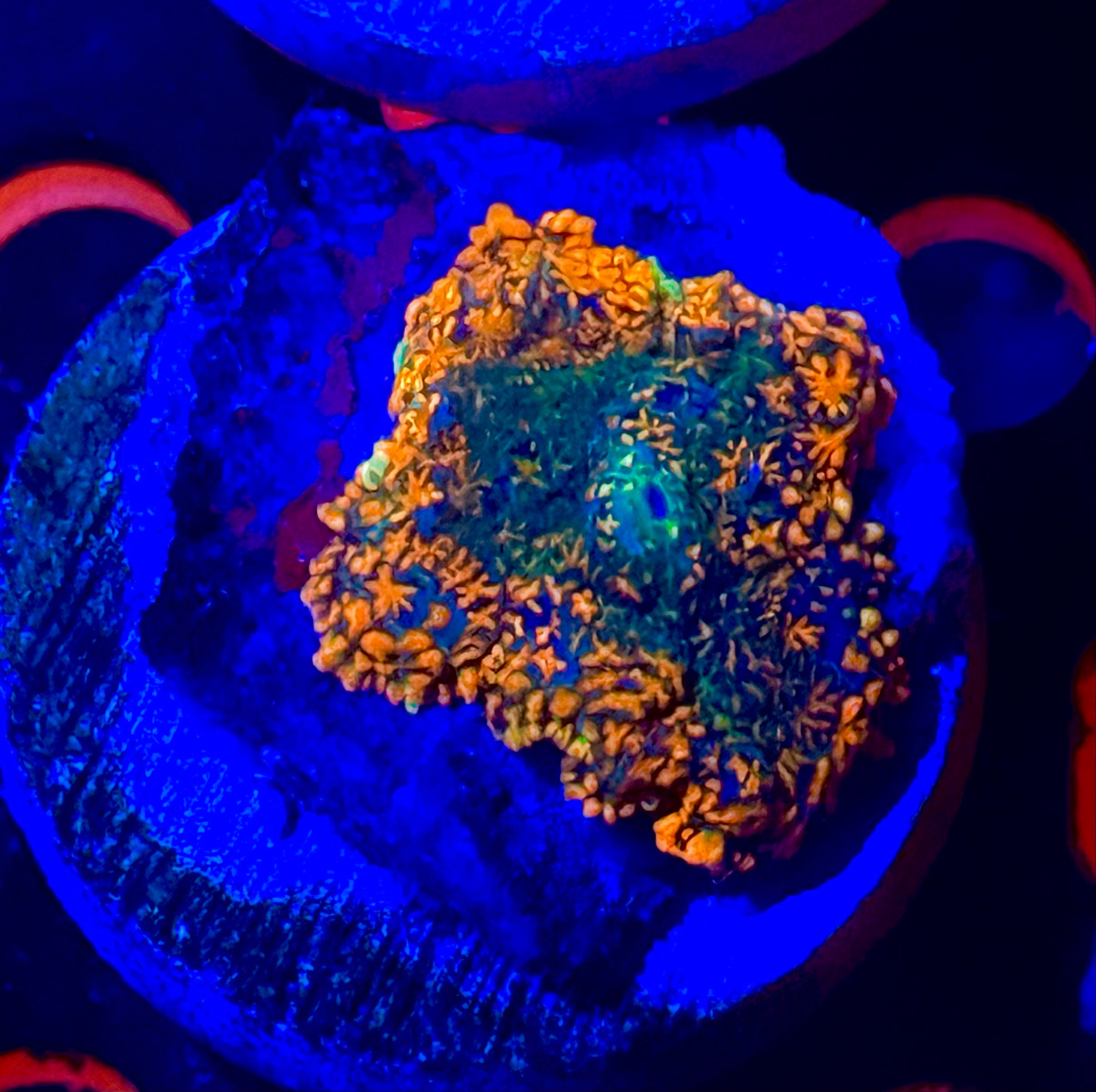 Superman Rhodactis – FRAG FARM