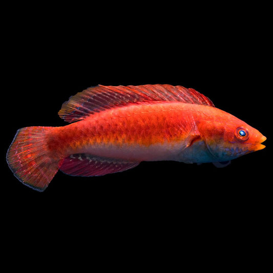 Sailfin Fairy Wrasse