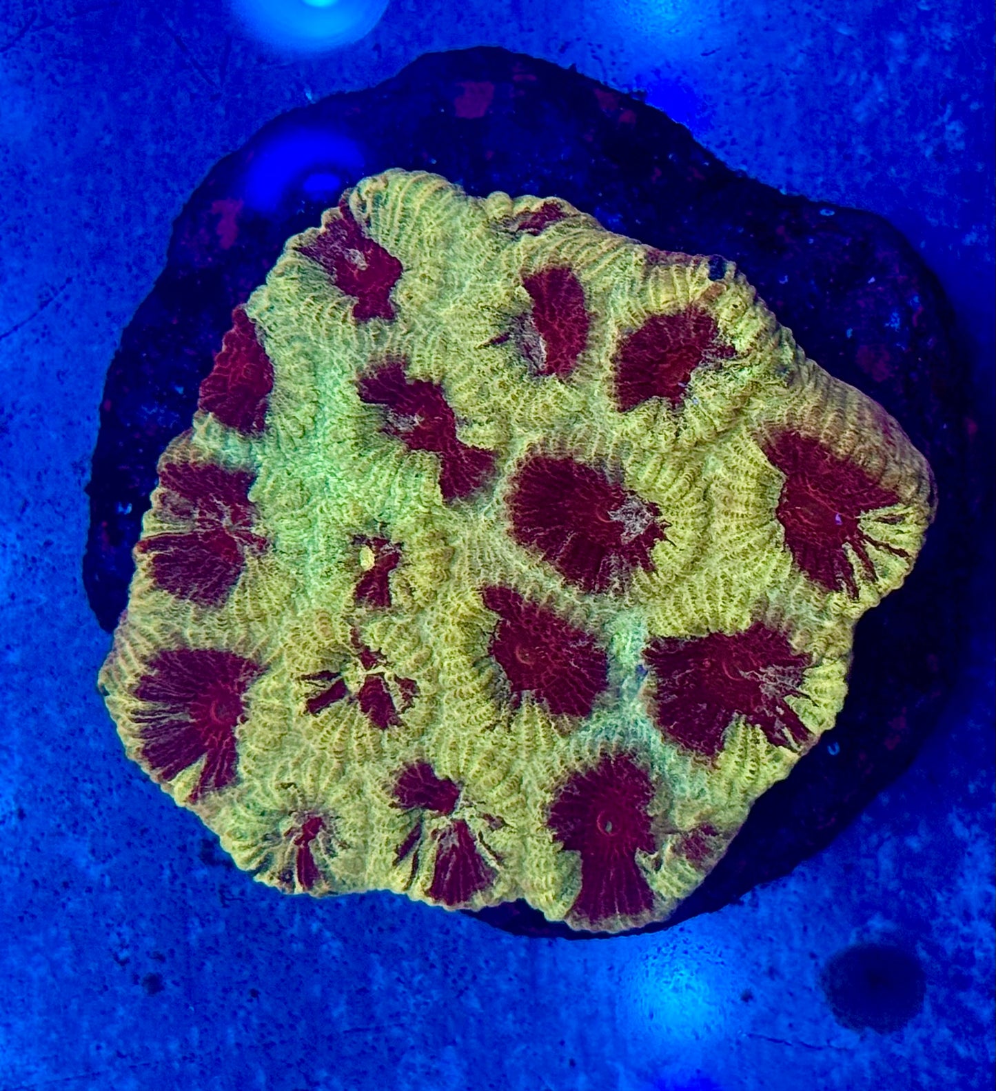 Bleeding Sun Barabattoia (Rare Fluted Moon Coral) Mini Colony WYSIWYG
