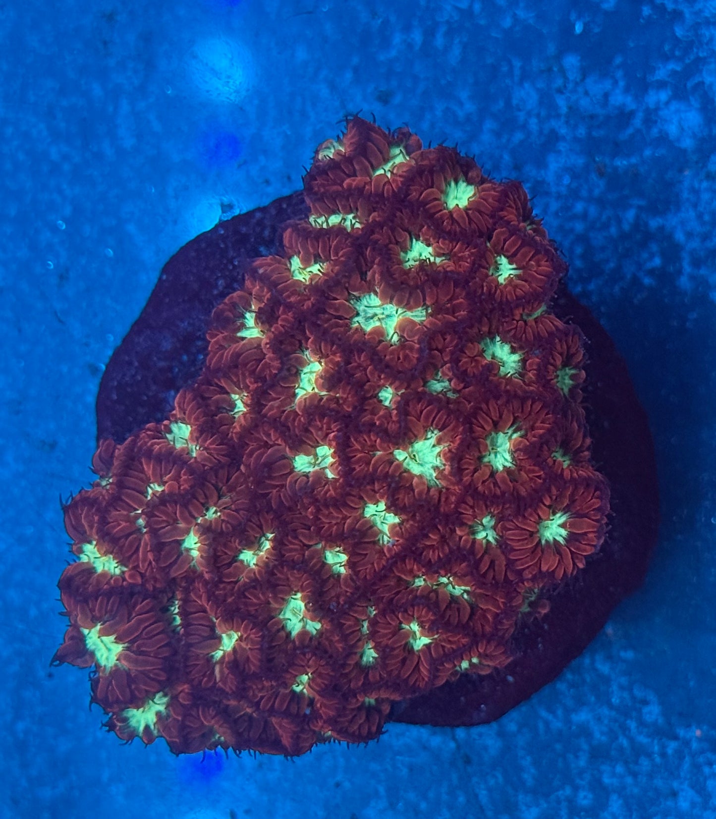 Royal Blasto XL Colony WYSIWYG
