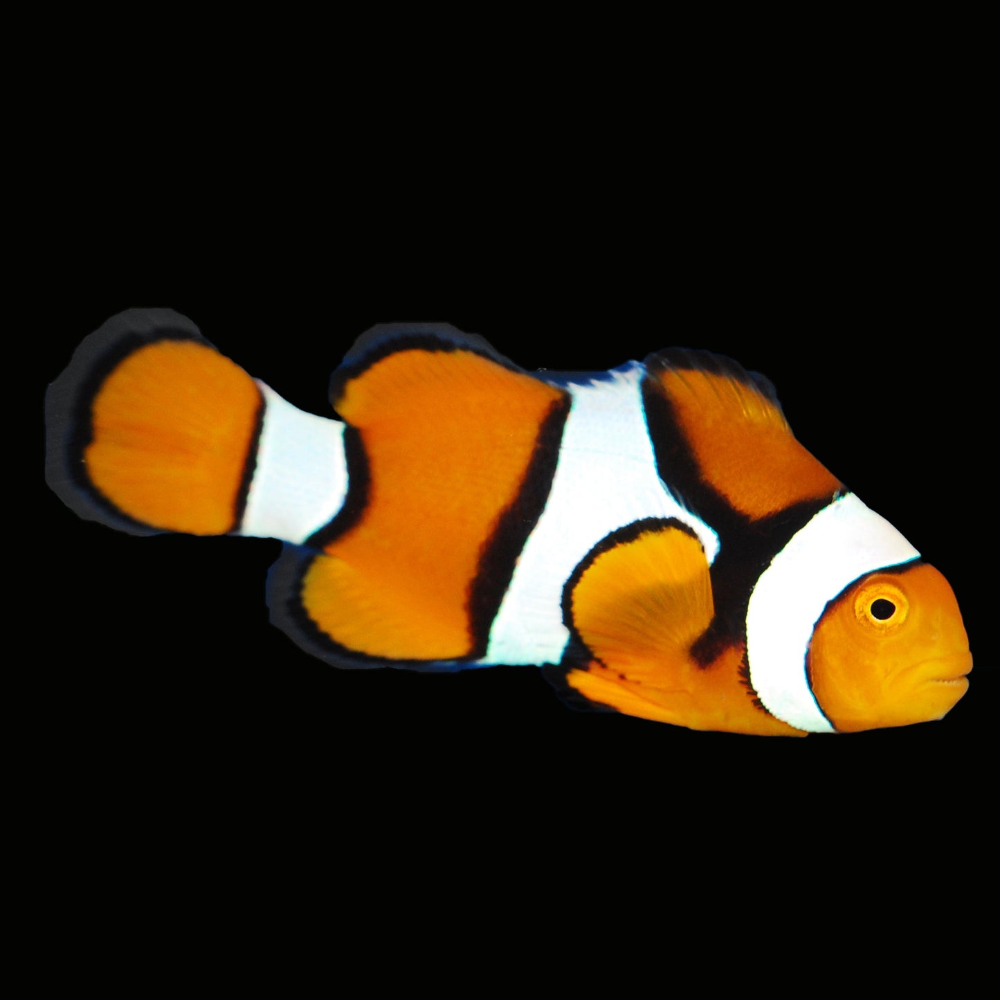 Percula clown