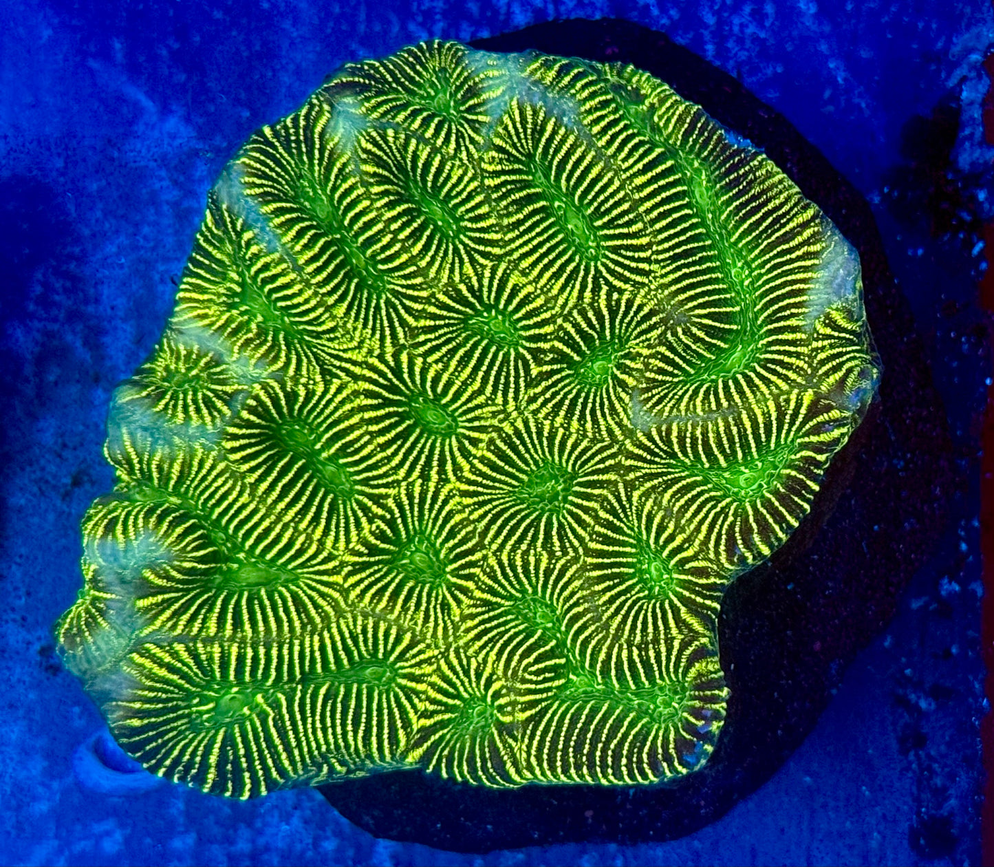 Snakeskin Maze Coral Mini Colony WYSIWYG