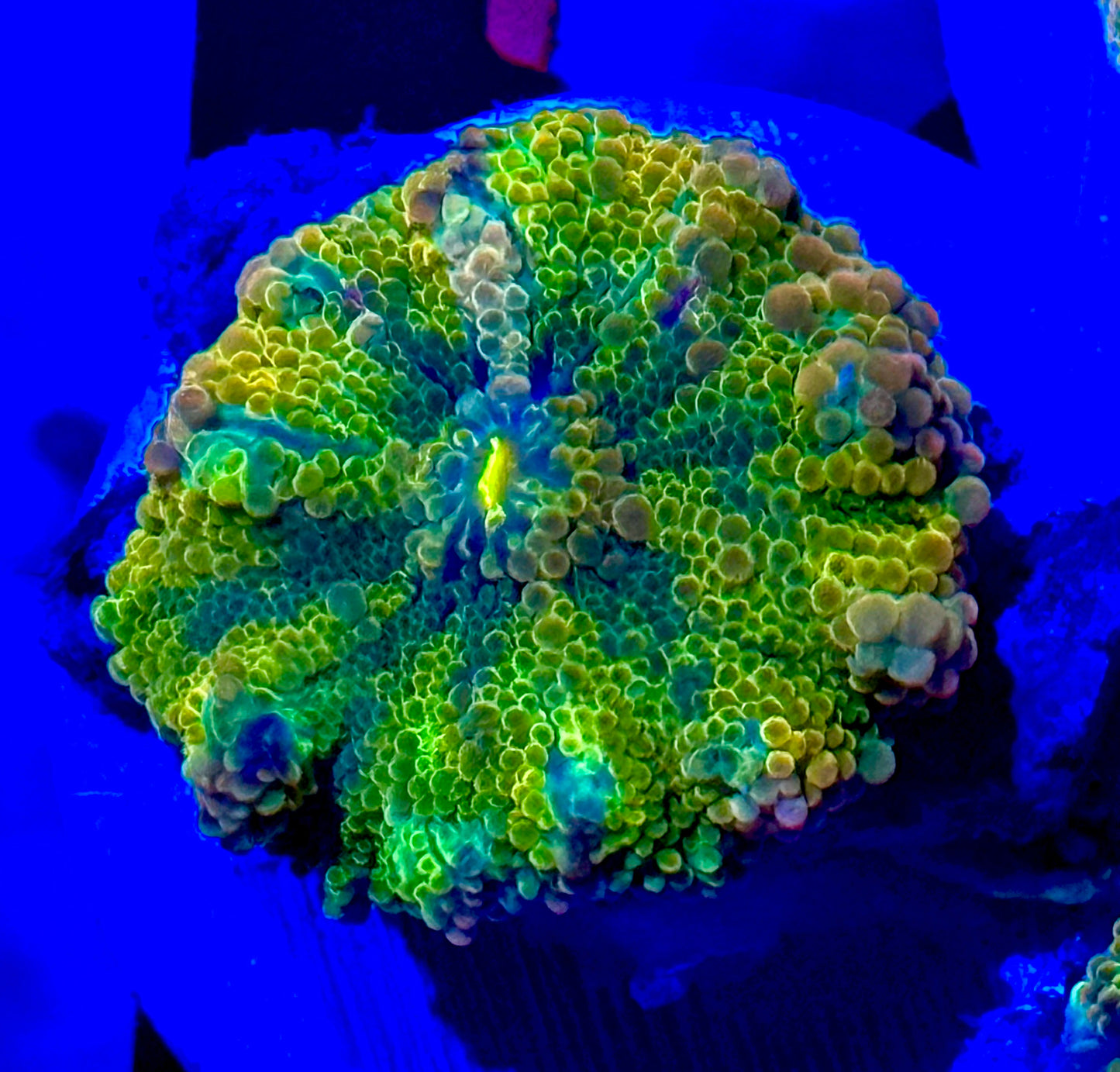 Large Mushroom Solomon Yuma Yellow Purple