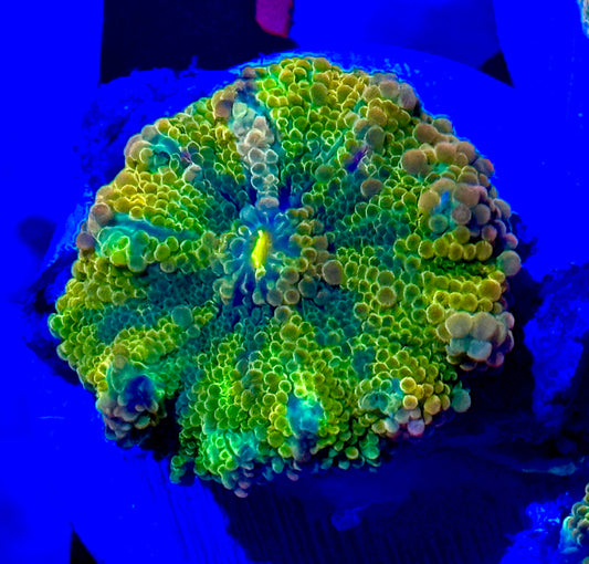 Large Mushroom Solomon Yuma Yellow Purple