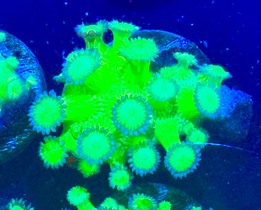 Toxic green Goniopora