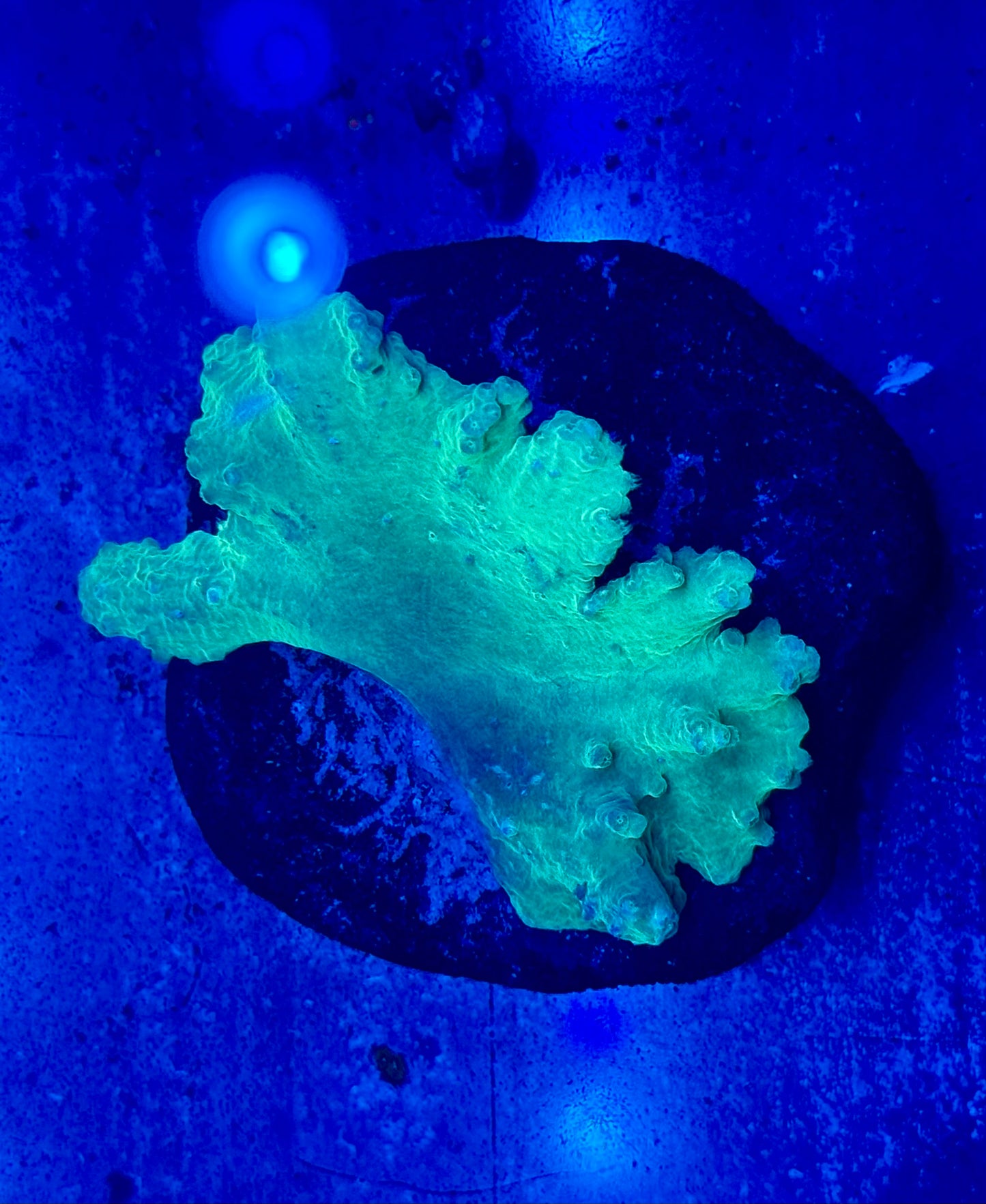 Neon Green Cabbage Leather (Large) WYSIWYG