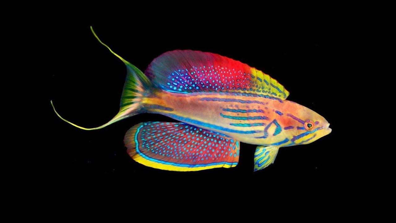 Madagascar Flasher Wrasse